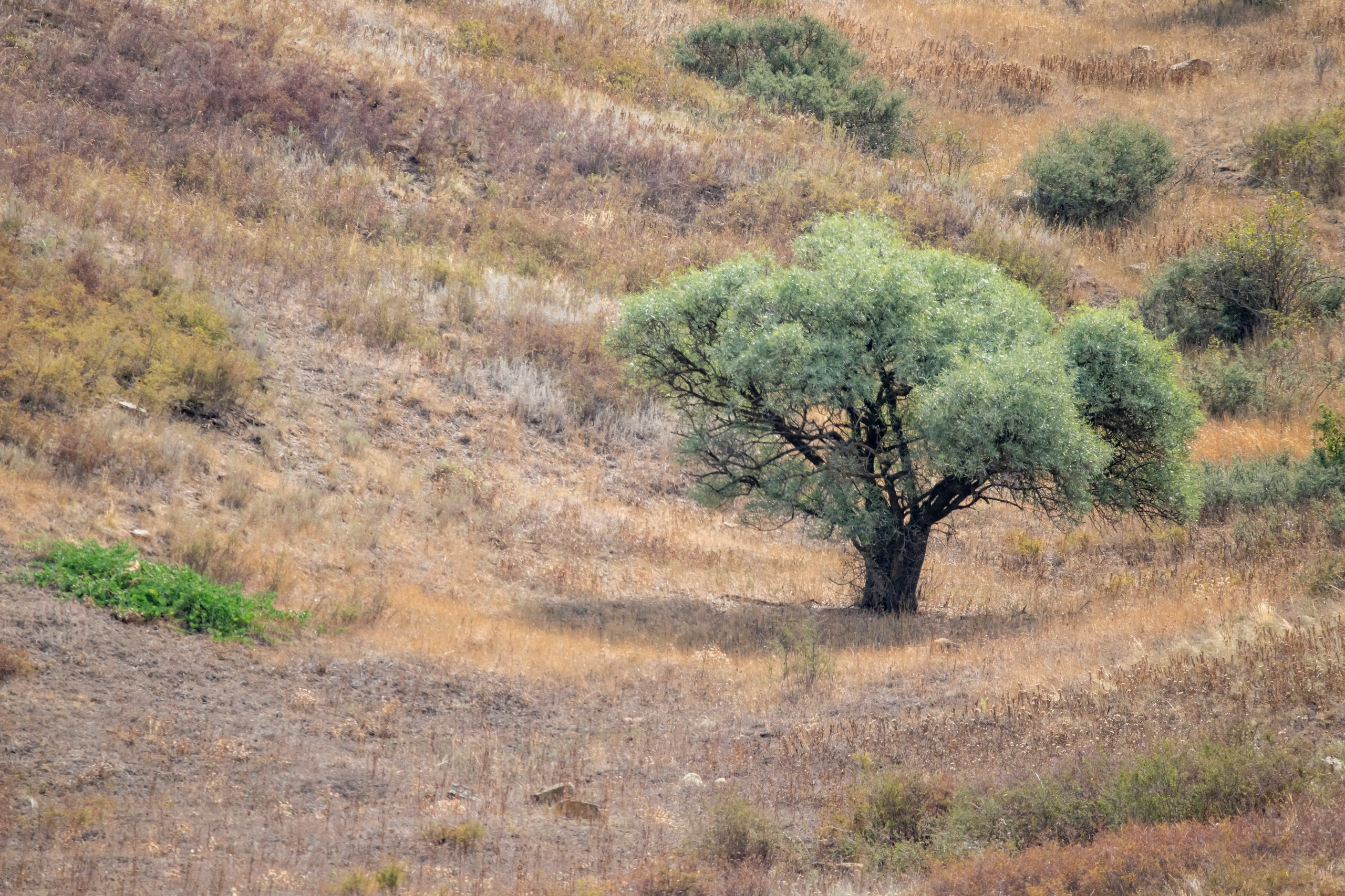 Природа Дагестана, сентябрь 2024. Foto-Zuev фотография как искусство