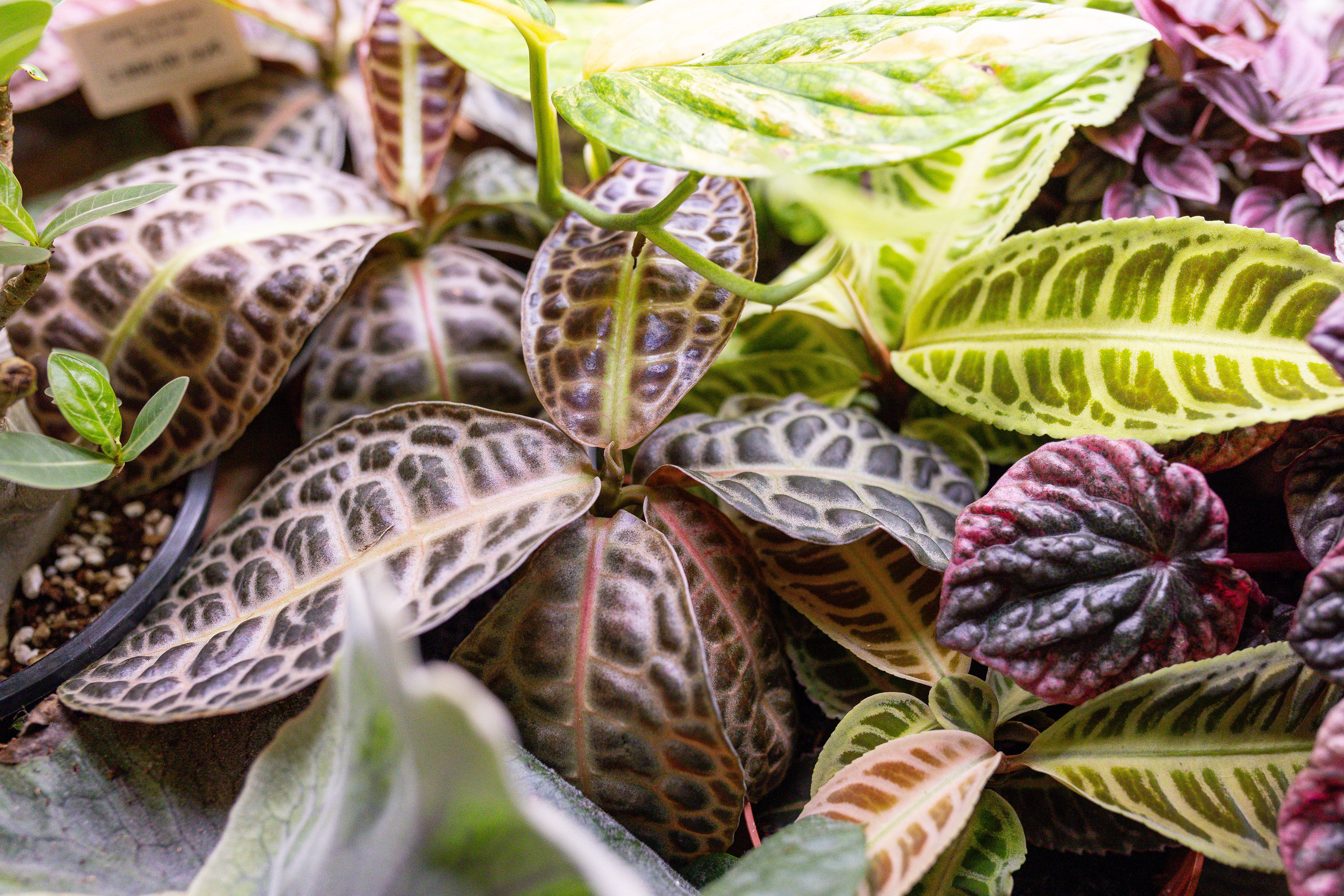 Монстериум 11–12 октября. Александра Куликова фотограф, Москва