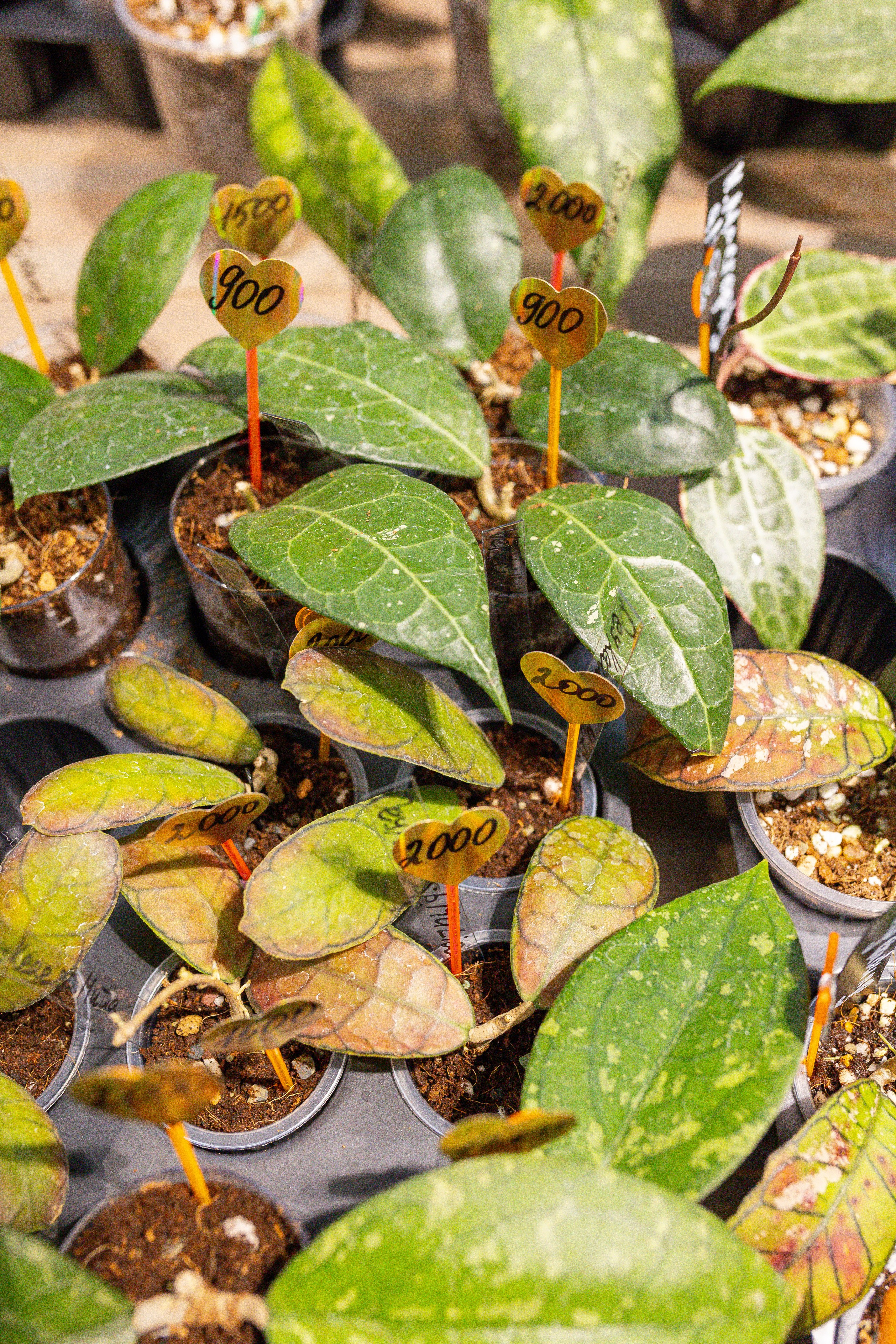 Ярмарка Green Rare 20.09.25. Александра Куликова фотограф, Москва