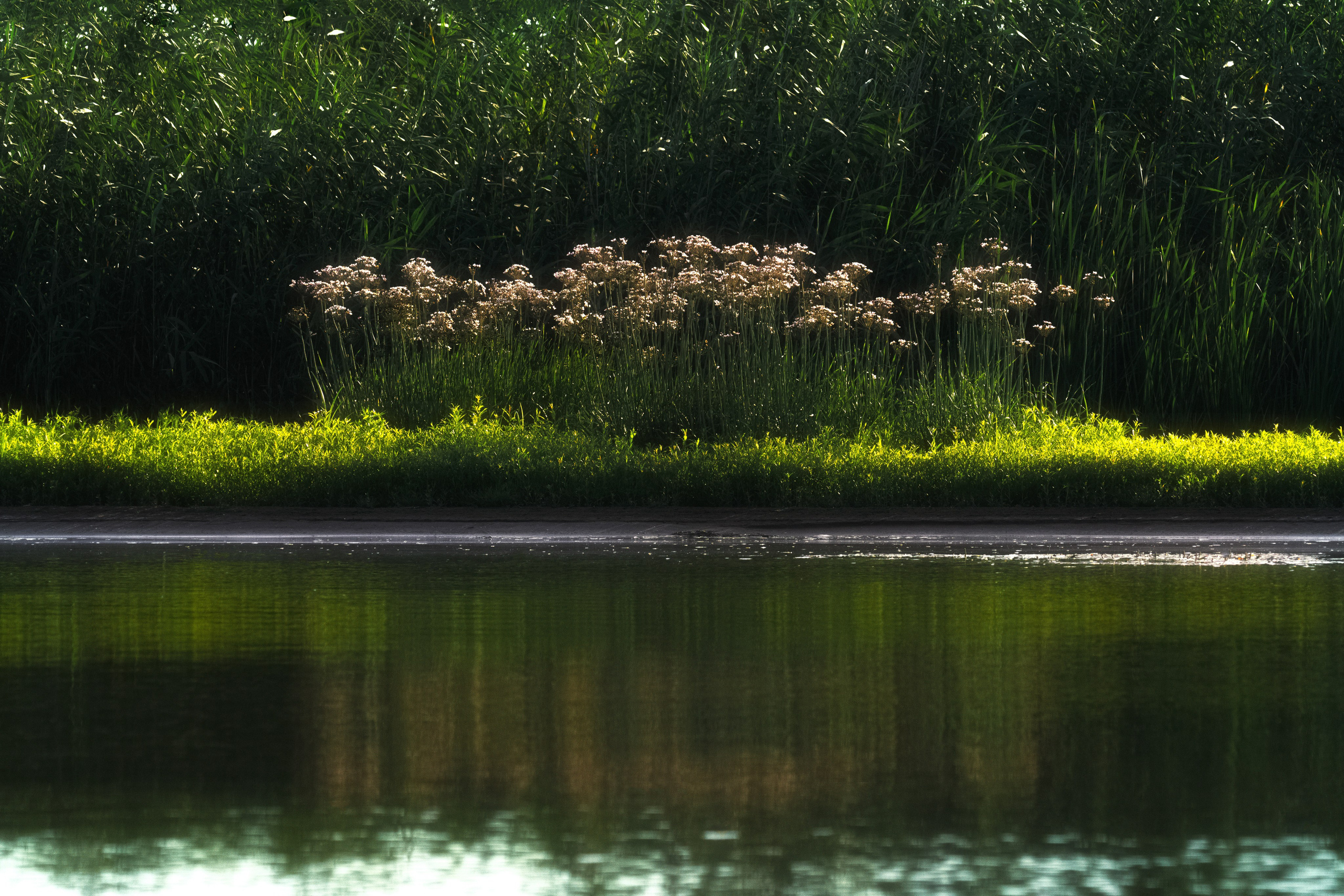 Золотые лотосы. Июль