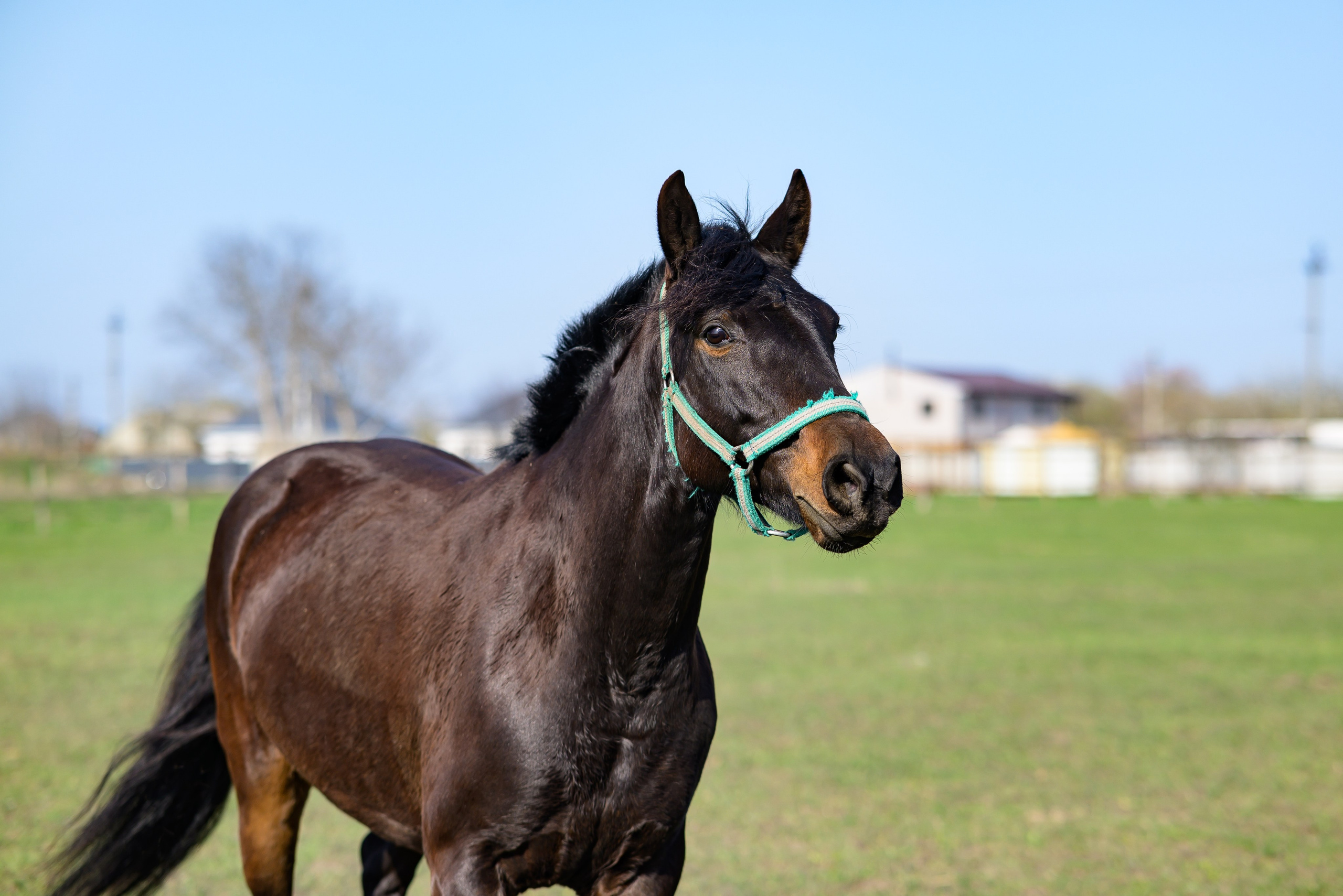 Съёмки с лошадьми. Фотограф Краснодар Наталья Сувит