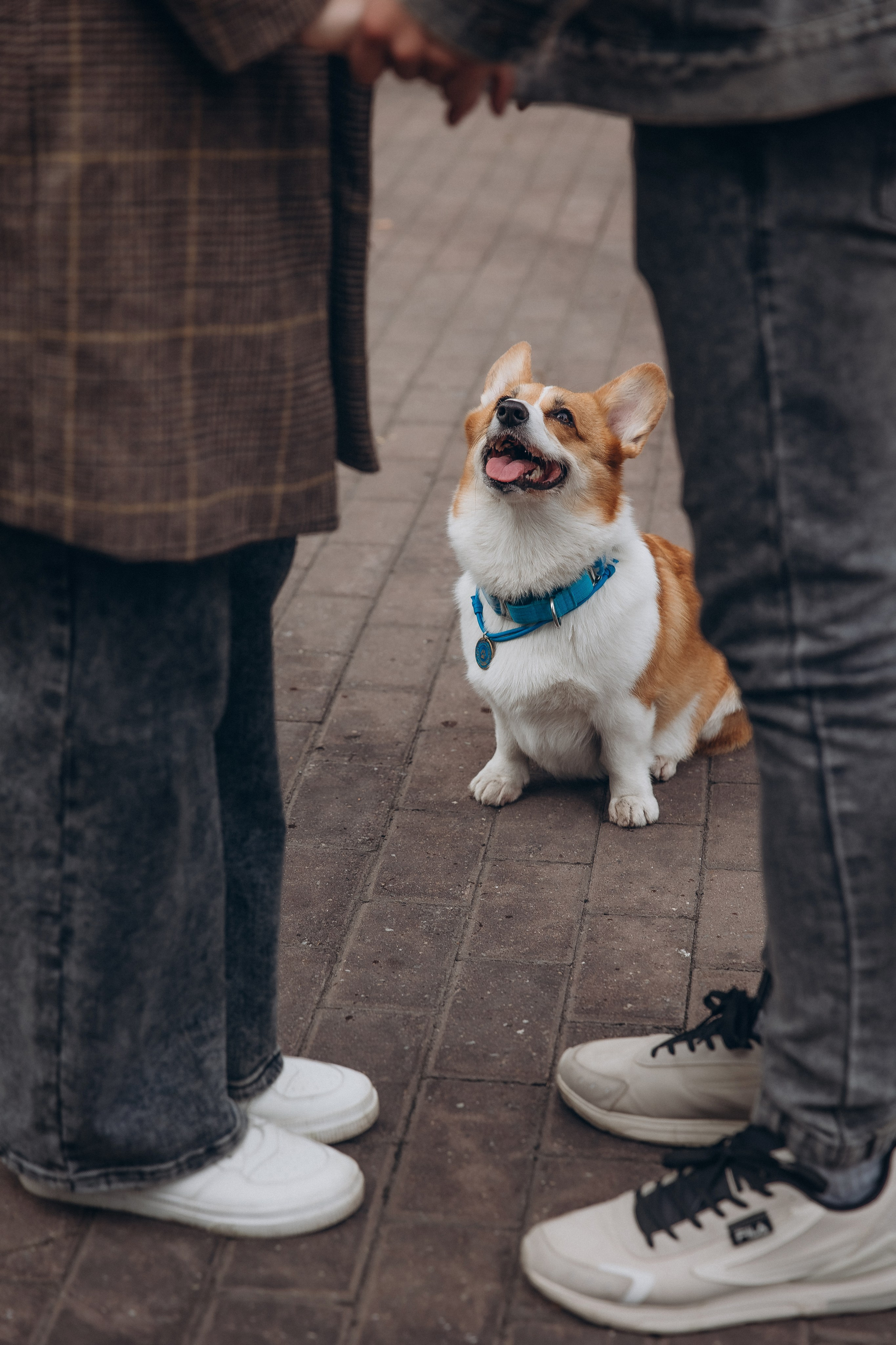 «Королевский Корги» 2. Фотограф Алина Ионычева в Новосибирске