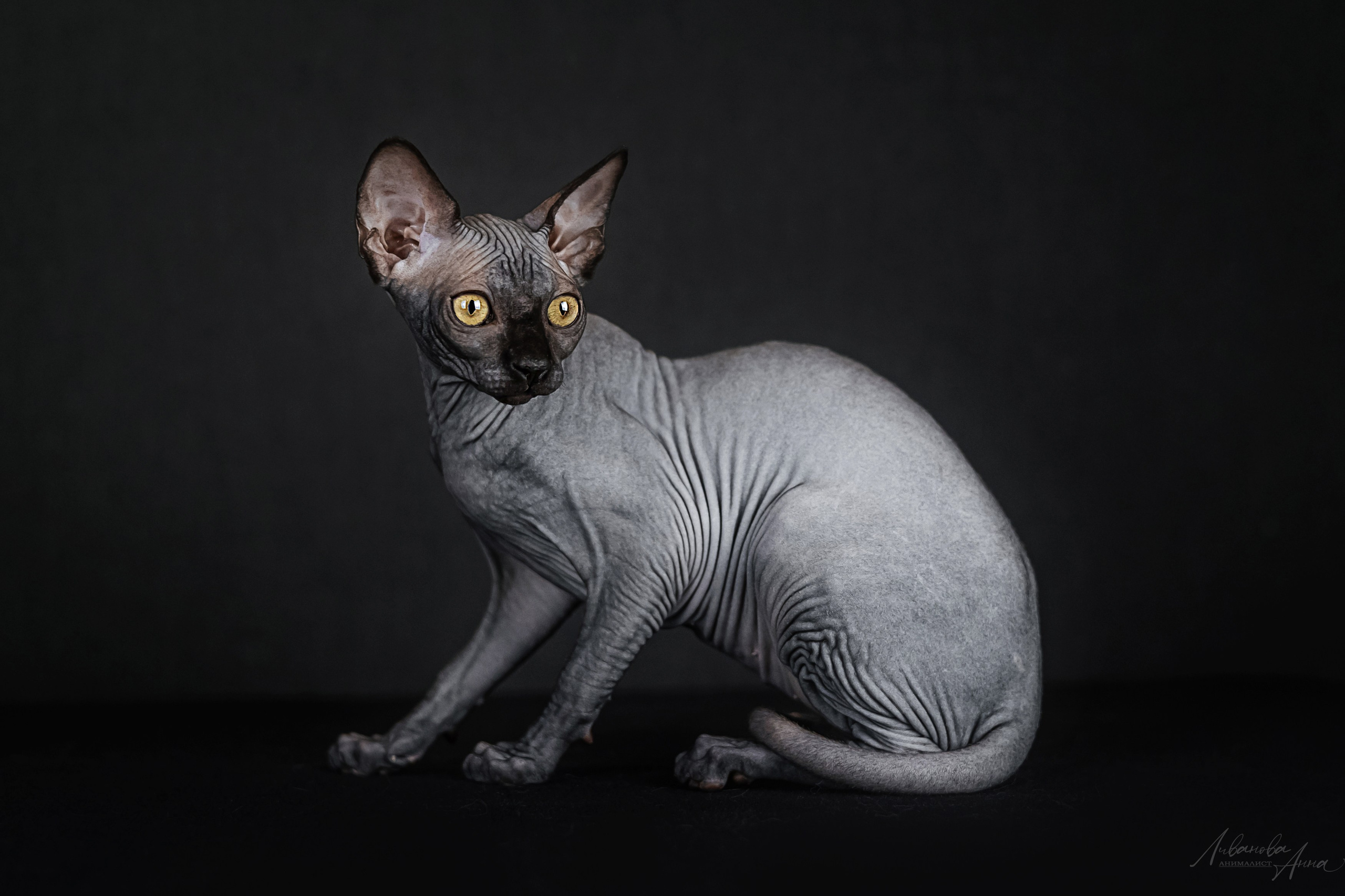 Сфинксы. Фотограф анималист Аня Ливанова | Рыбинск