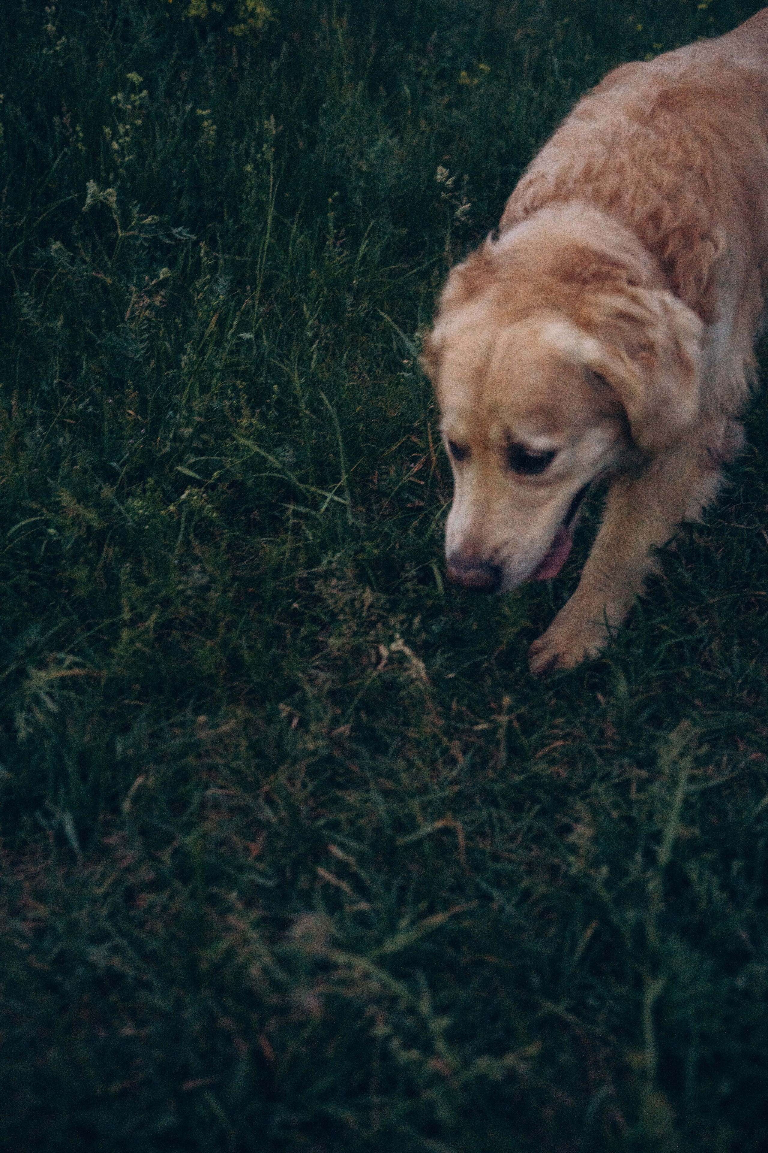 Кристина, Александр, Каролина, Владлен и Космос. Фотограф анималист в Москве и Санкт-Петербурге Свиридова Анна
