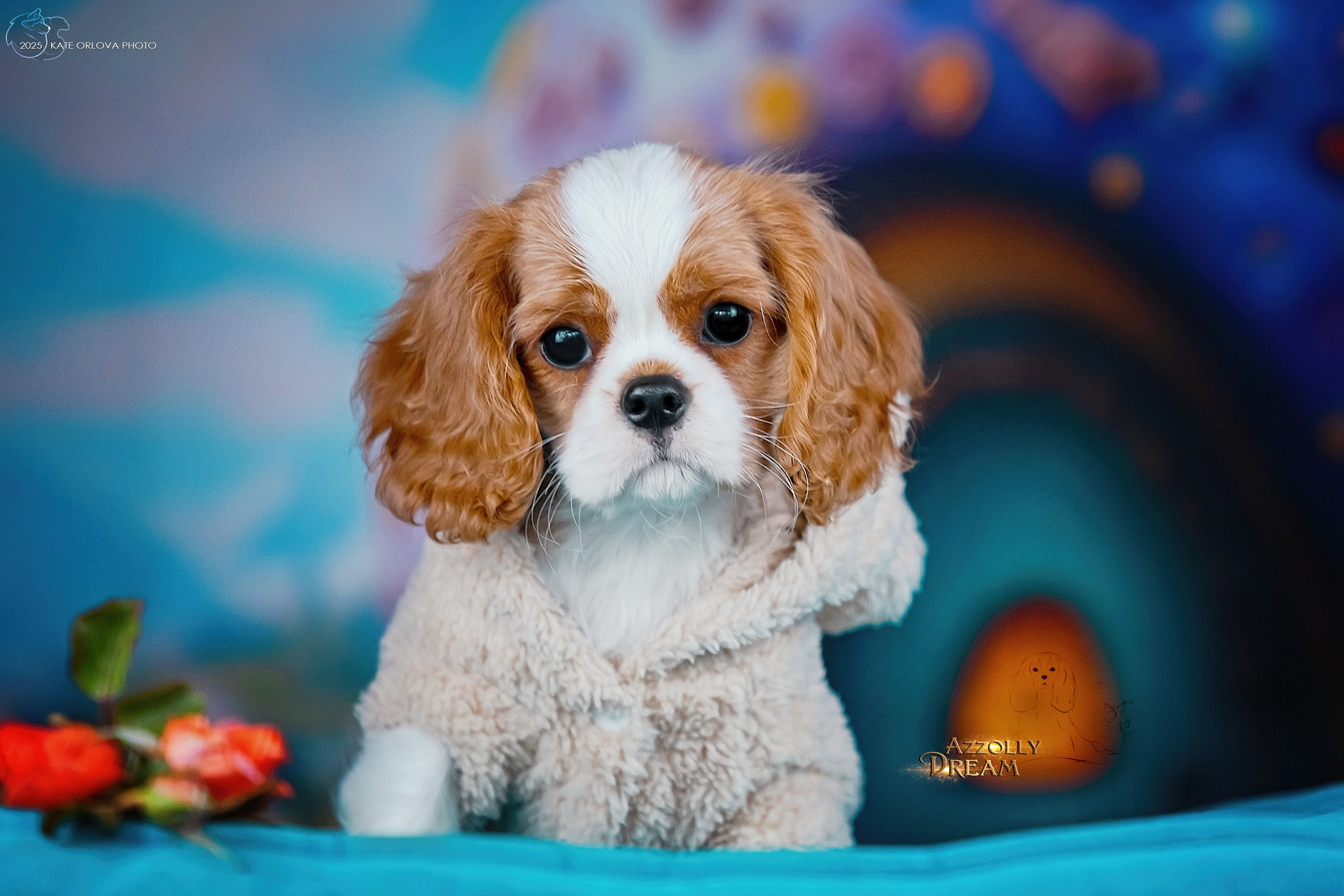 Щенки. Питомник кавалер кинг чарльз спаниелей