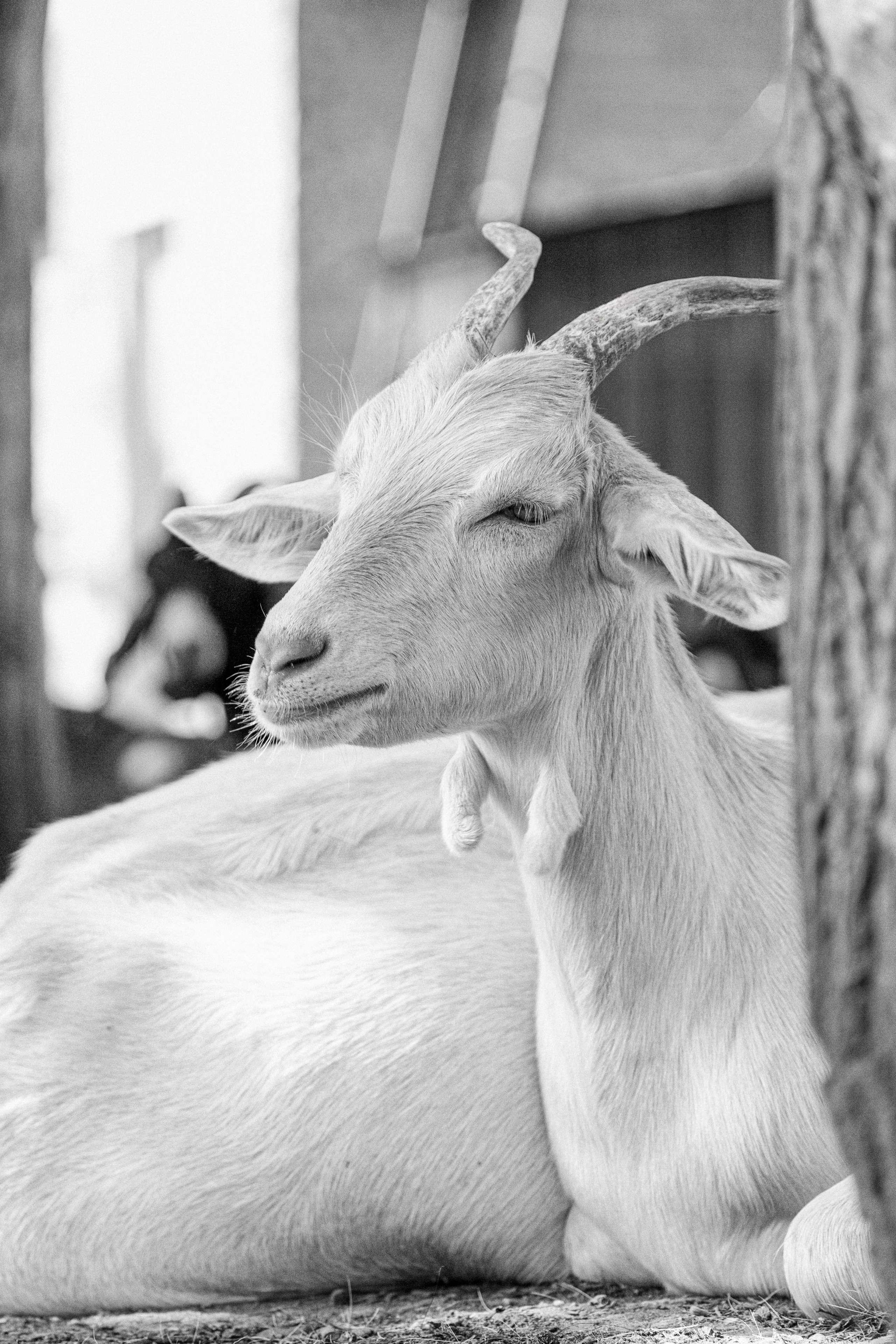 Элла Ферма. Юлия Космо — фуд-фотограф, предметный стилист, Москва