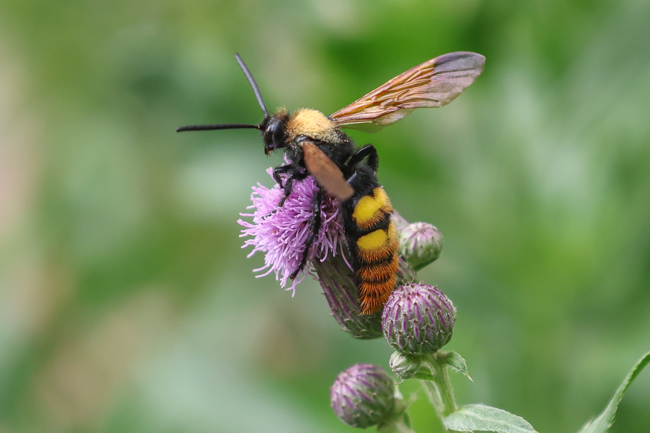 В мире животных. Фотограф Дмитрий Алексеев