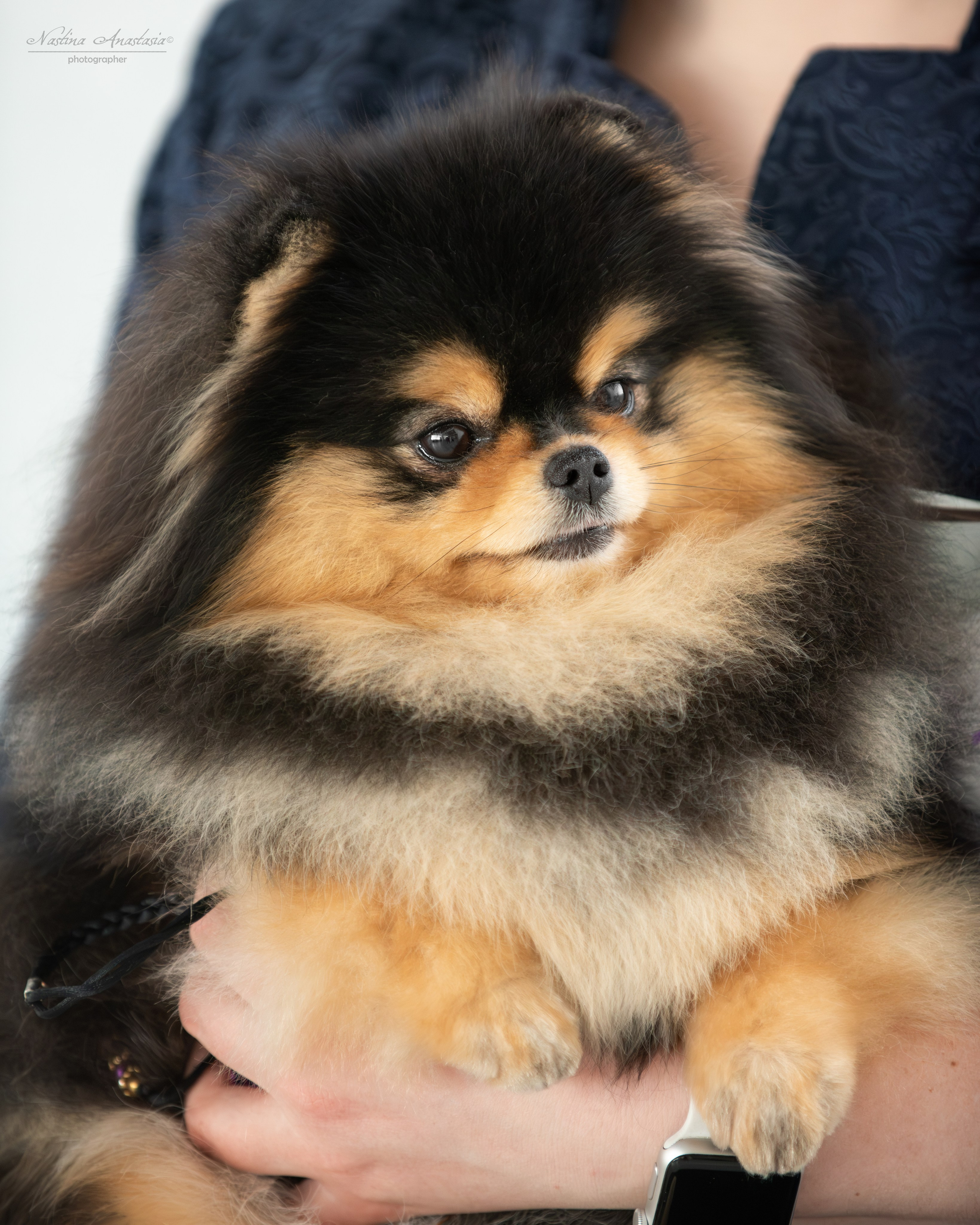 Выставки. Фотограф — Анималист