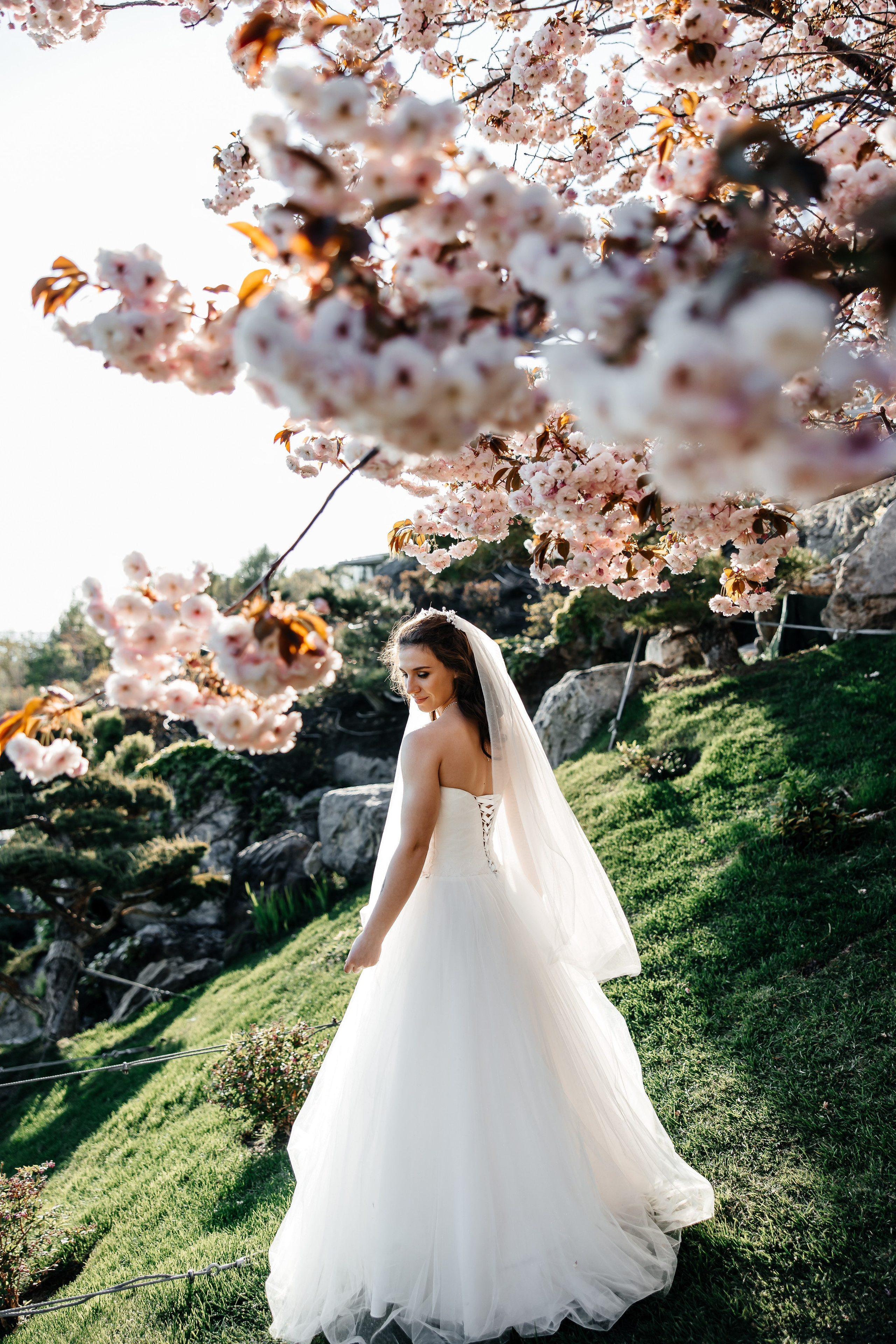 Сакура в Японском саду. Анонс свадьбы для Никиты и Марины. Свадебный фотограф в Крыму и Севастополе Ольга Баскакова