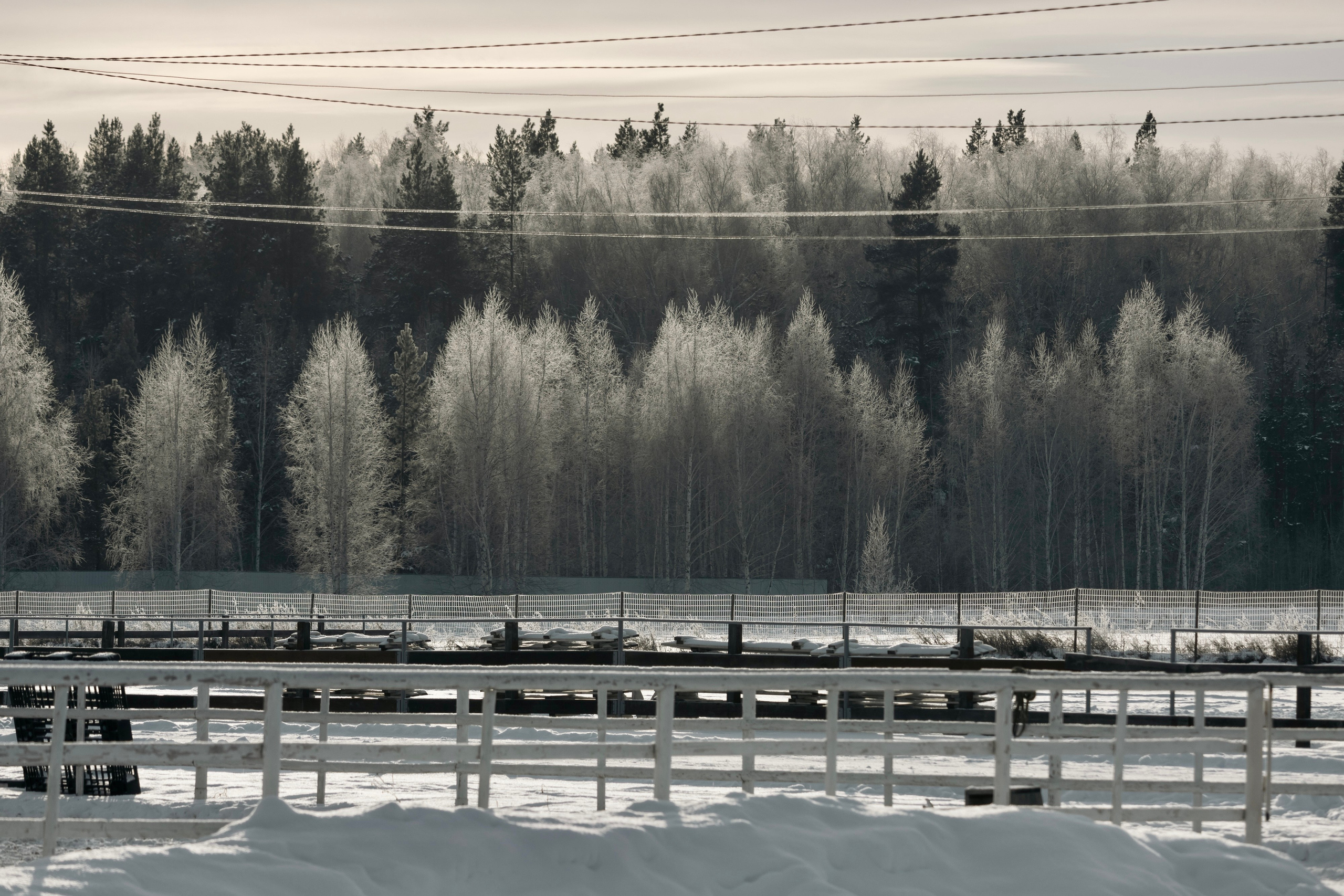 Татьяна Мустякимова. Хозяйка пони-фермы. Репортажный фотограф Наталья Лапцевич