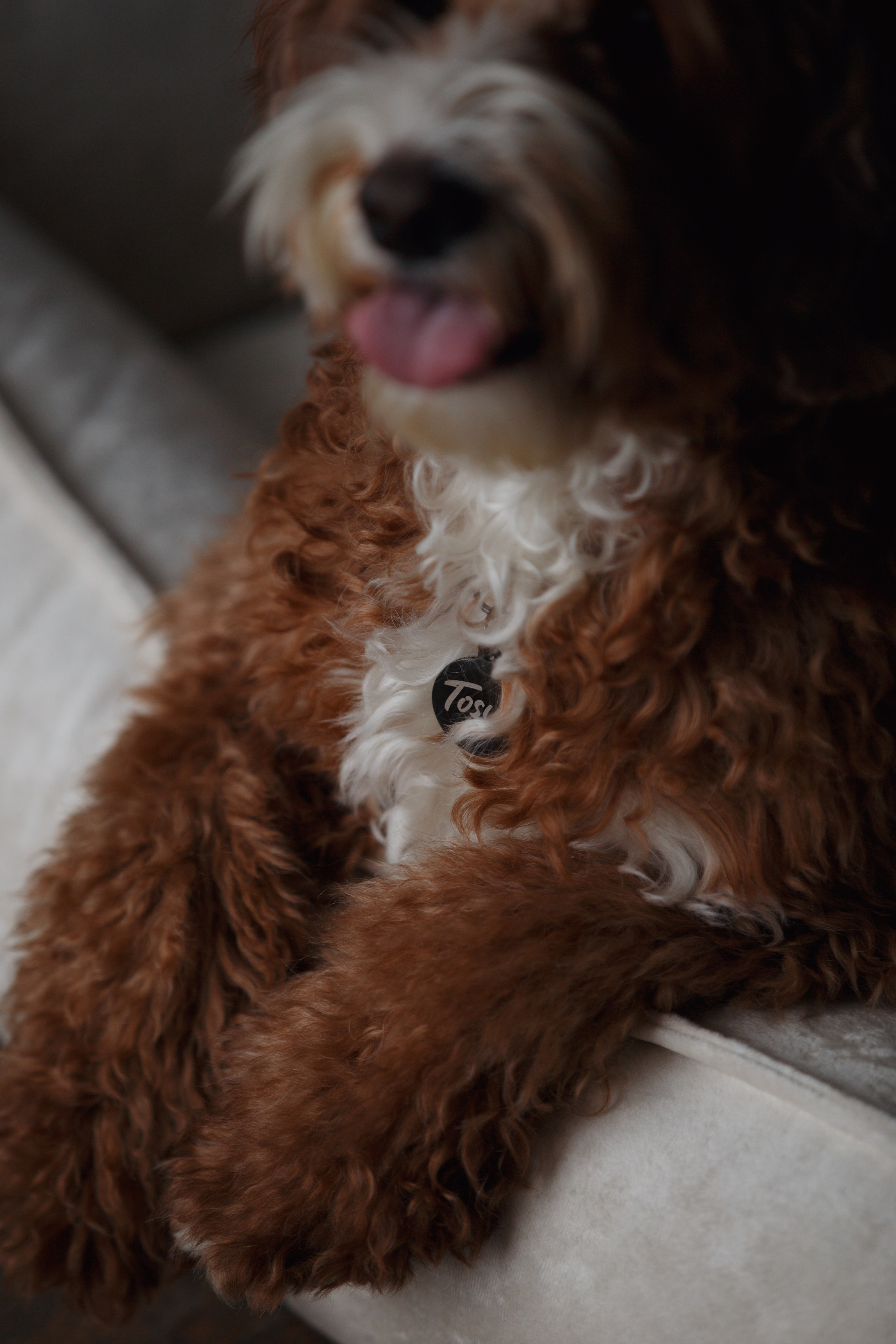 Bmbh лежанки и адресники. Фотограф анималист Кристина Карпова, Москва