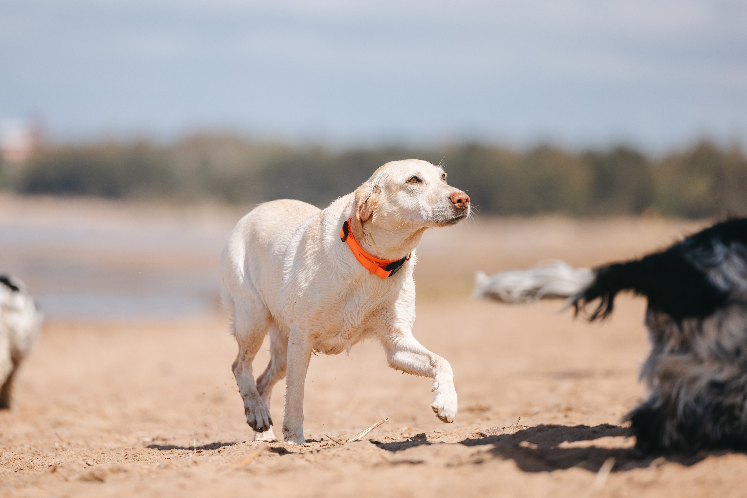 Спанимания. Фотограф анималист Осипчикова Мария