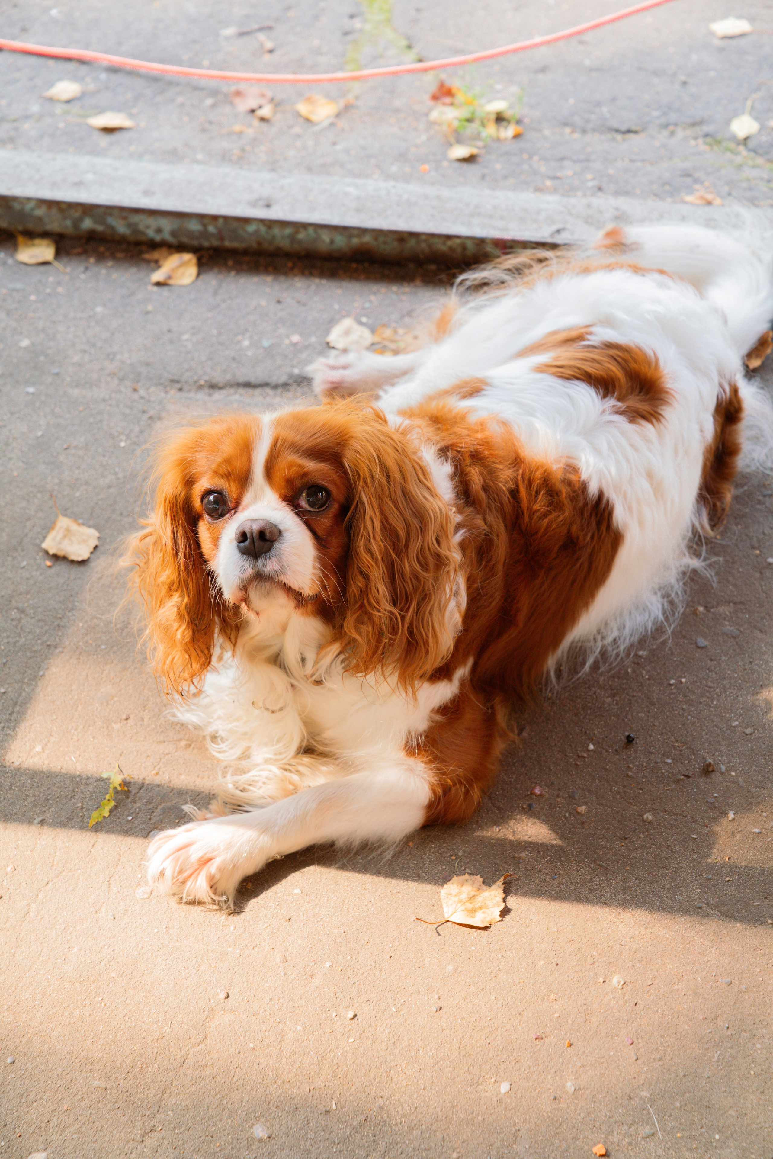 Prodlenka. Maria Abdullaeva
