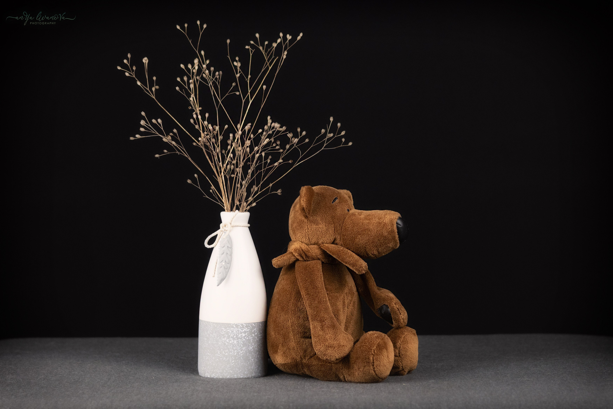 Черный фон. Фотограф анималист Аня Ливанова | Рыбинск