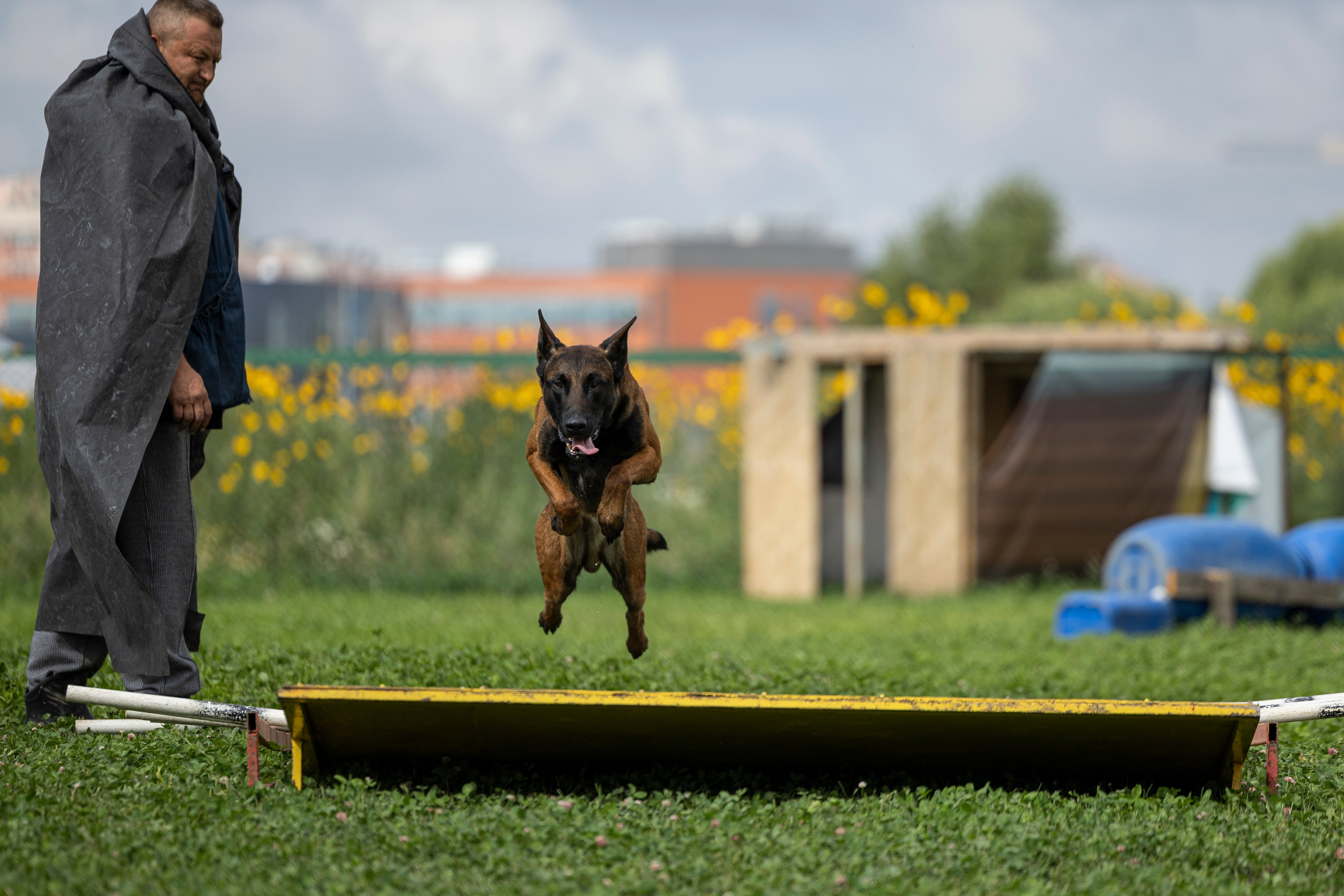 Соревнования по Мондьорингу г. Вологда 10-11.08.2024. Фотограф-анималист Анна Маринич