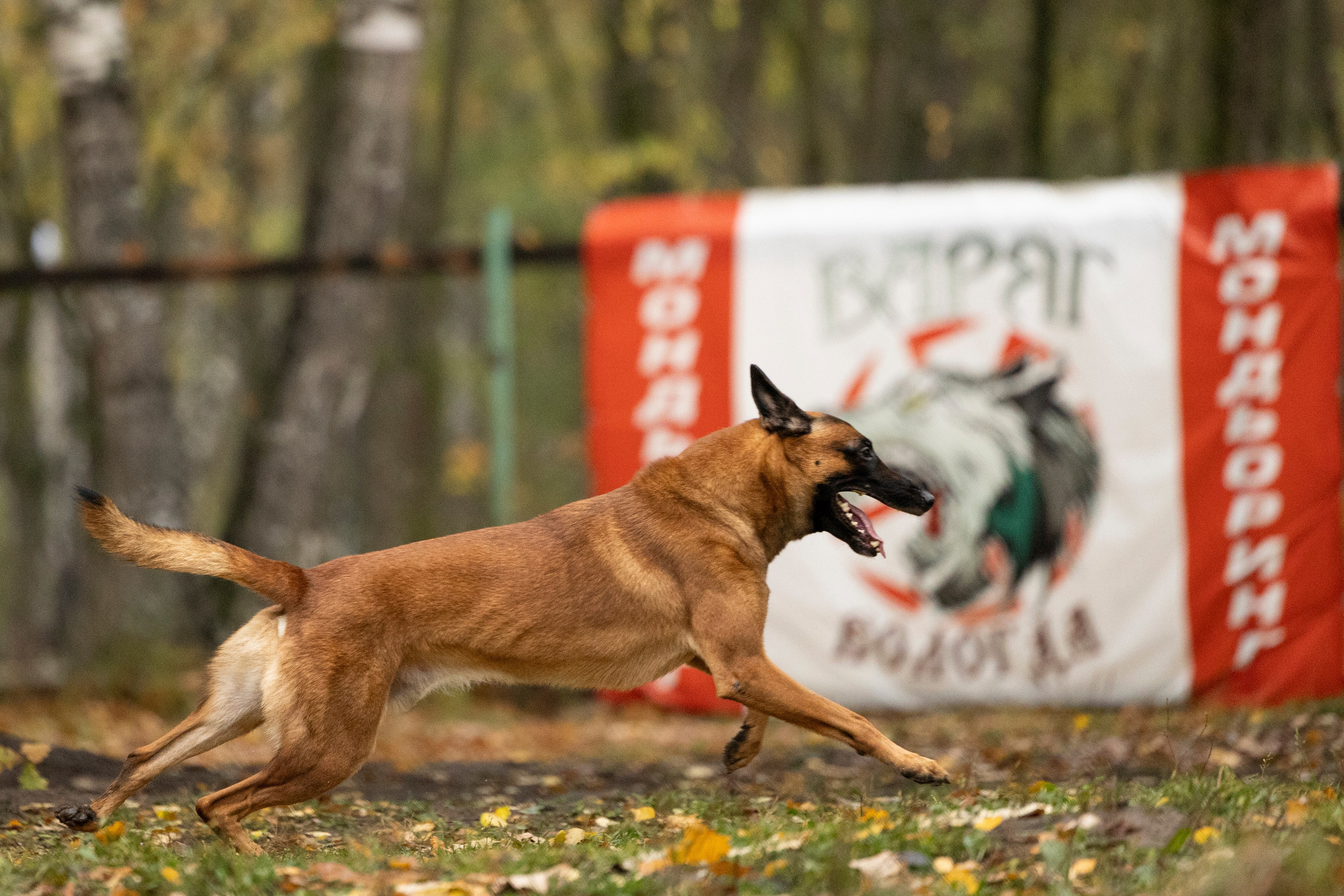 Соревнования по Мондьорингу г. Вологда. Фотограф-анималист Анна Маринич