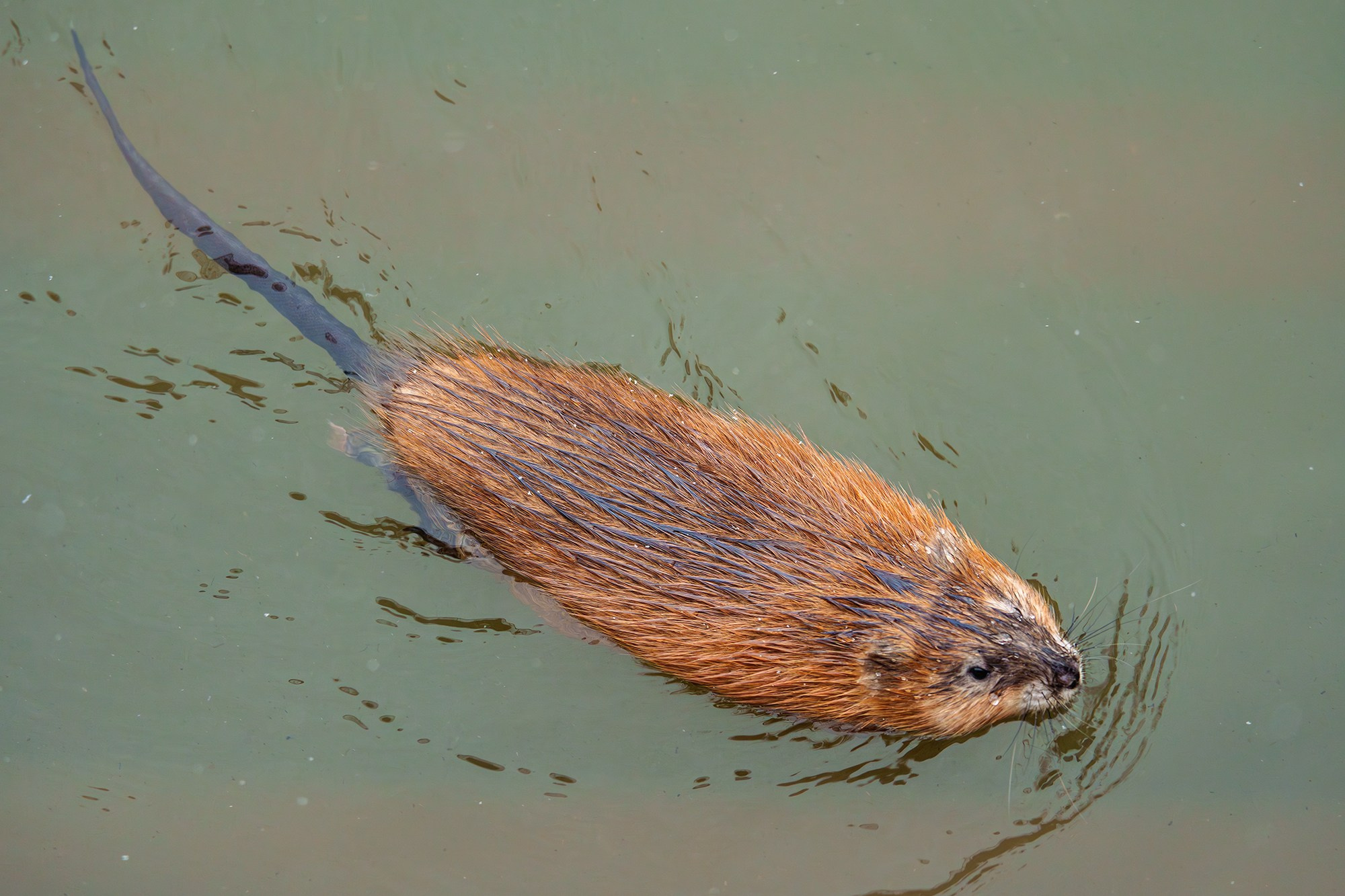 Животные. Ваш личный фотограф Марина Волкова