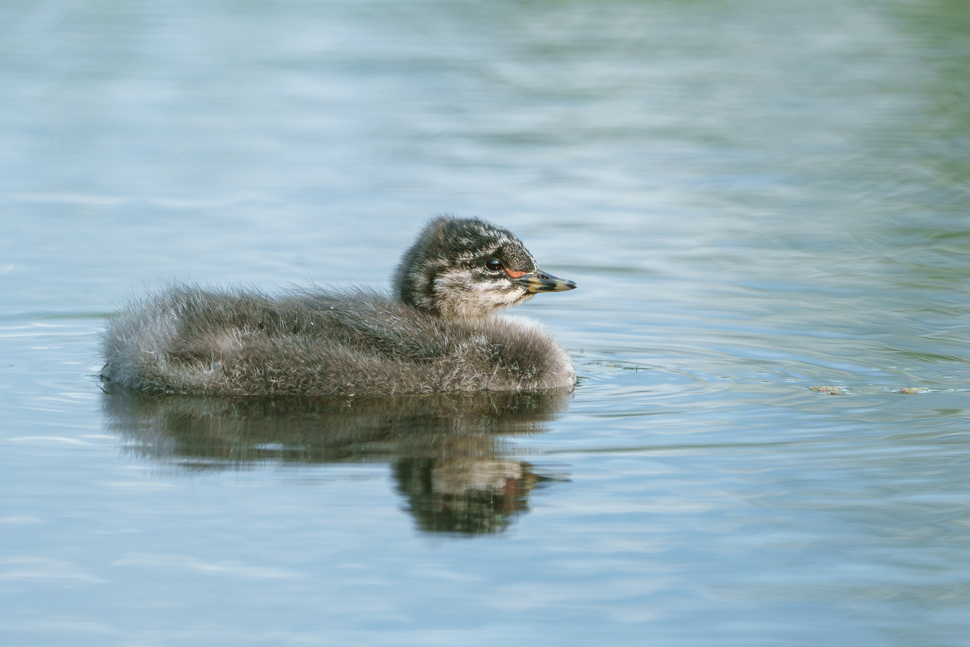 Удивительные мир птиц. Вокруг нас столько прекрасного — присмотритесь!. Ваш личный фотограф Марина Волкова