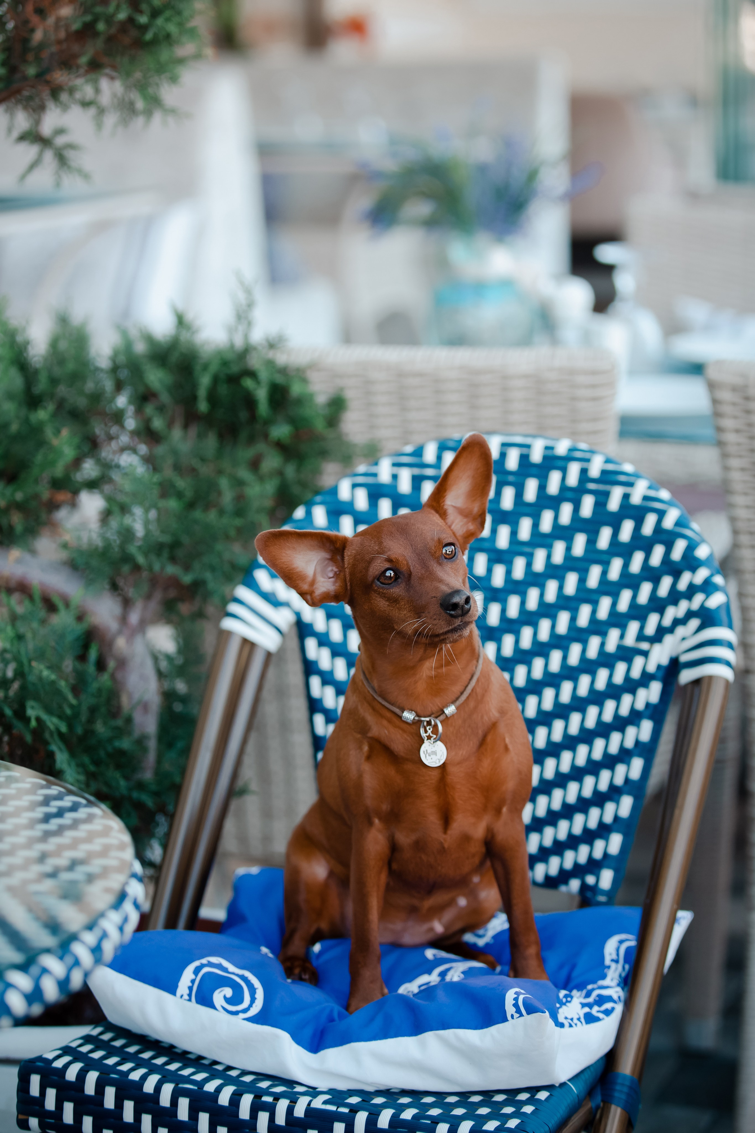 Цвергпинчер в Геленджике. Фотограф-анималист в Краснодаре Маша Мельникова