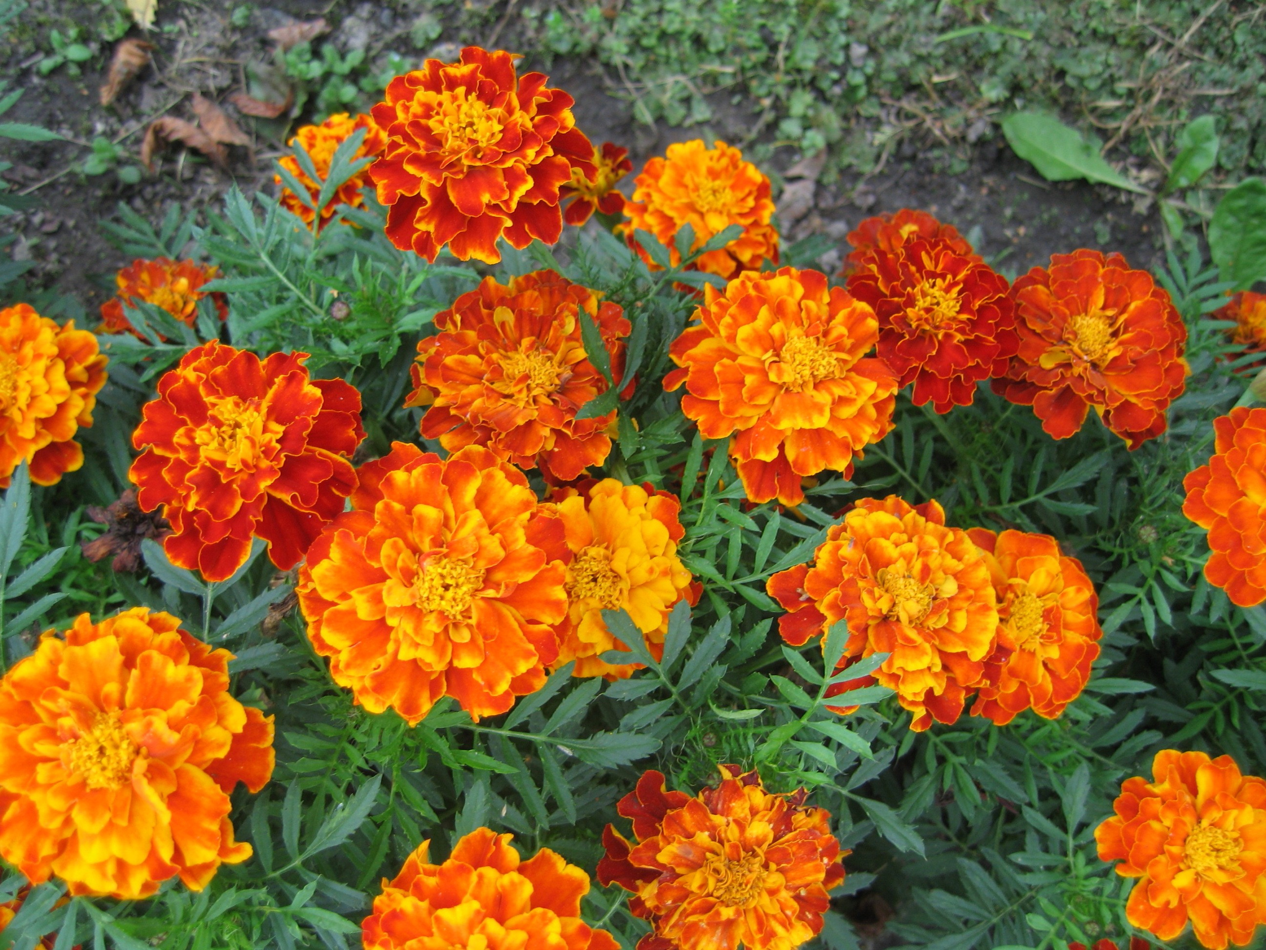 Яркие оранжевые цветы бархатцы с жёлтыми сердцевинами, растущие среди зелёных листьев. Цветы расположены на земле, окружённой травой.