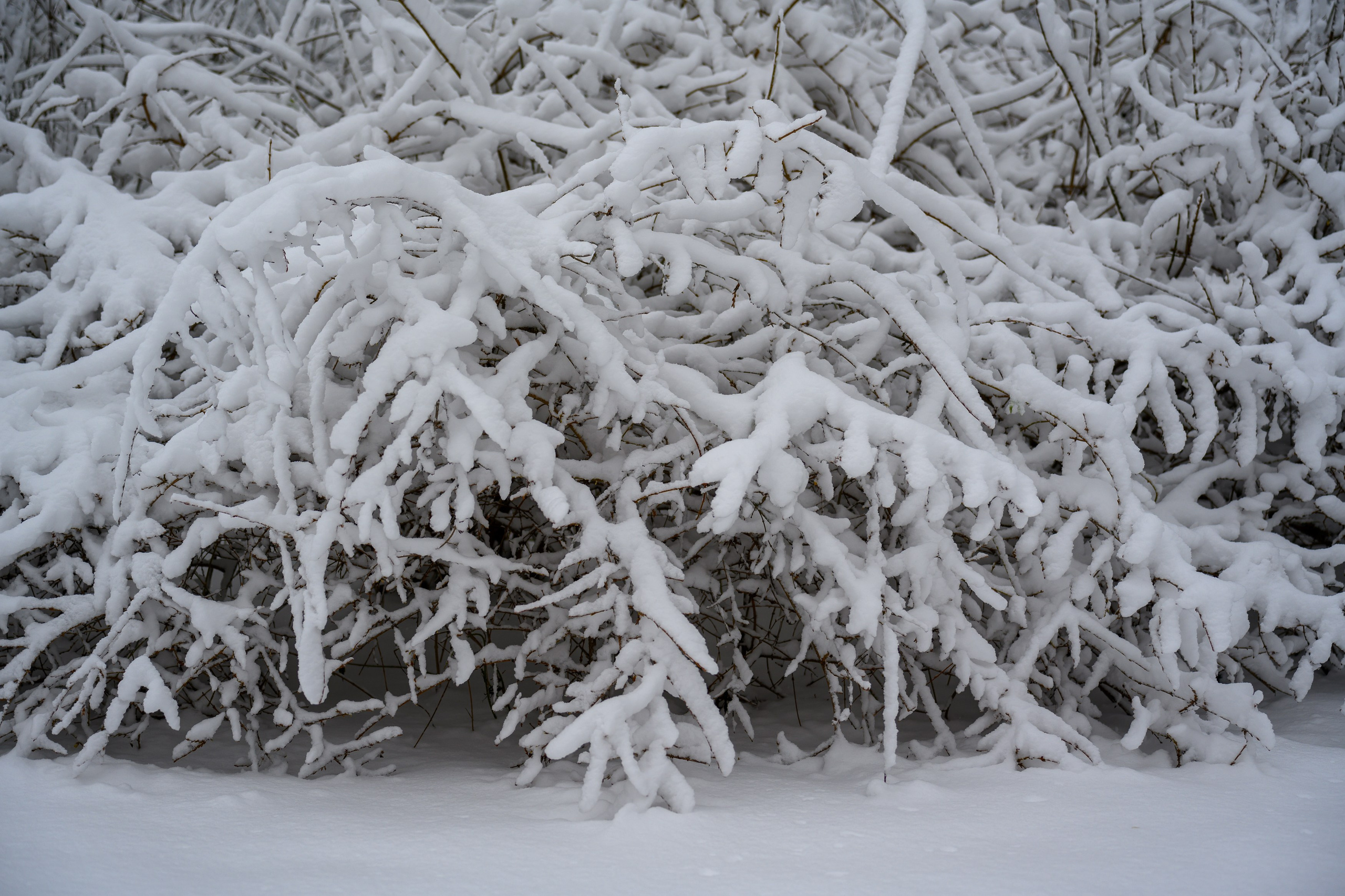Landscape, nature, plants, details of the world around us. Personal website of photographer Dmitry Raikin