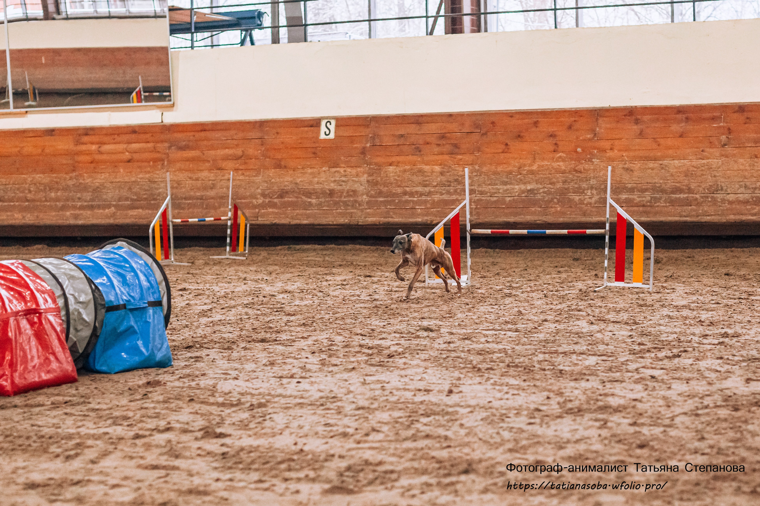 Соревнования по Аджилити 25.02.2024. Фотограф-анималист Татьяна Степанова