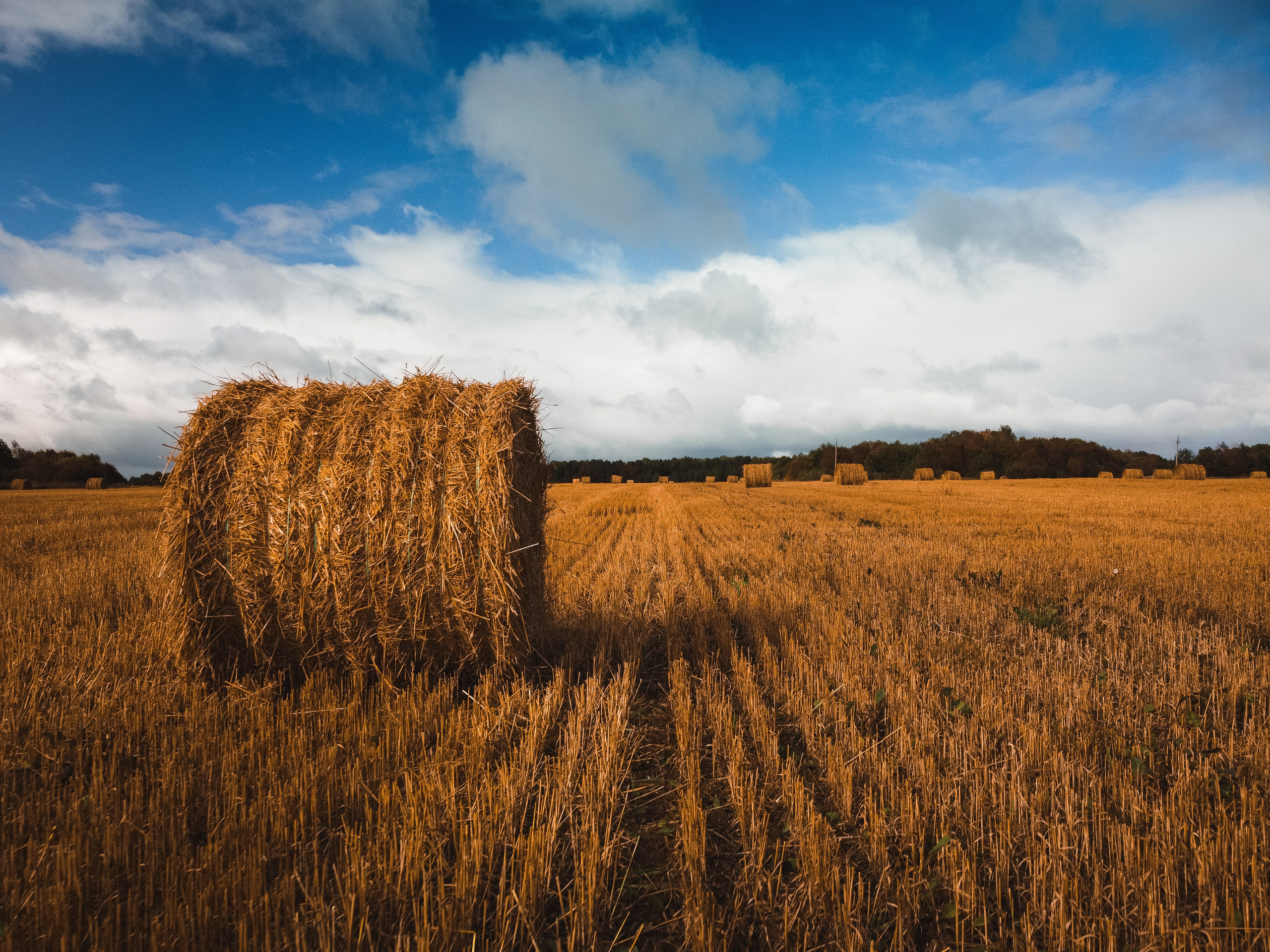 Поле с рулонами сена