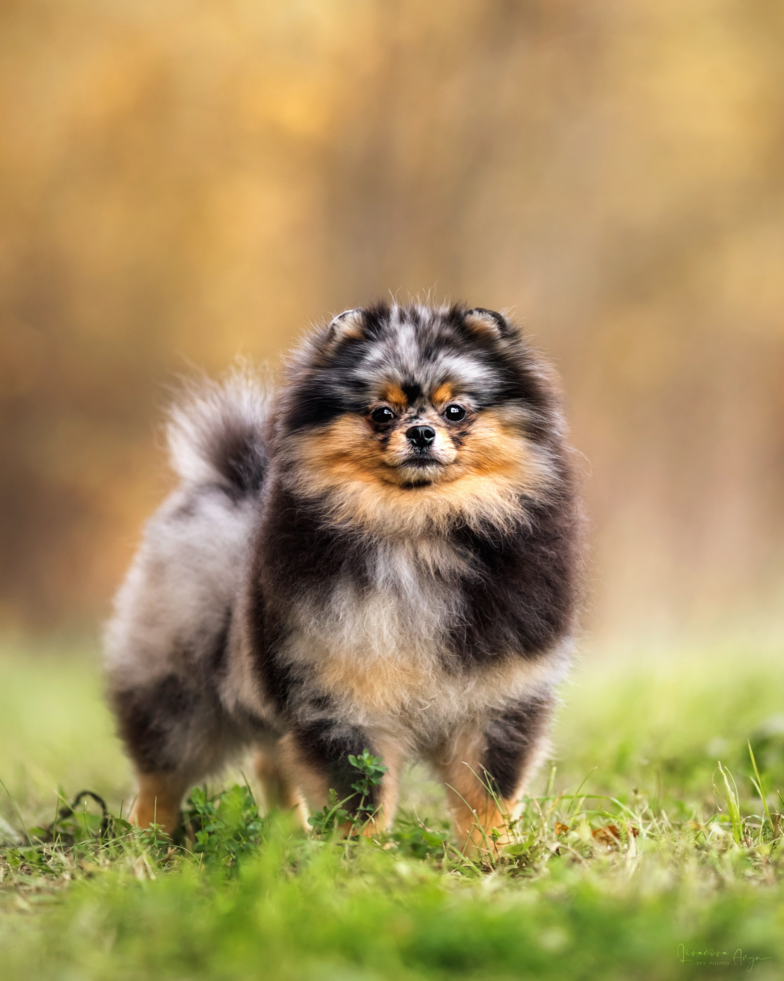 Шпицы и чихуахуа. Фотограф анималист Аня Ливанова | Рыбинск