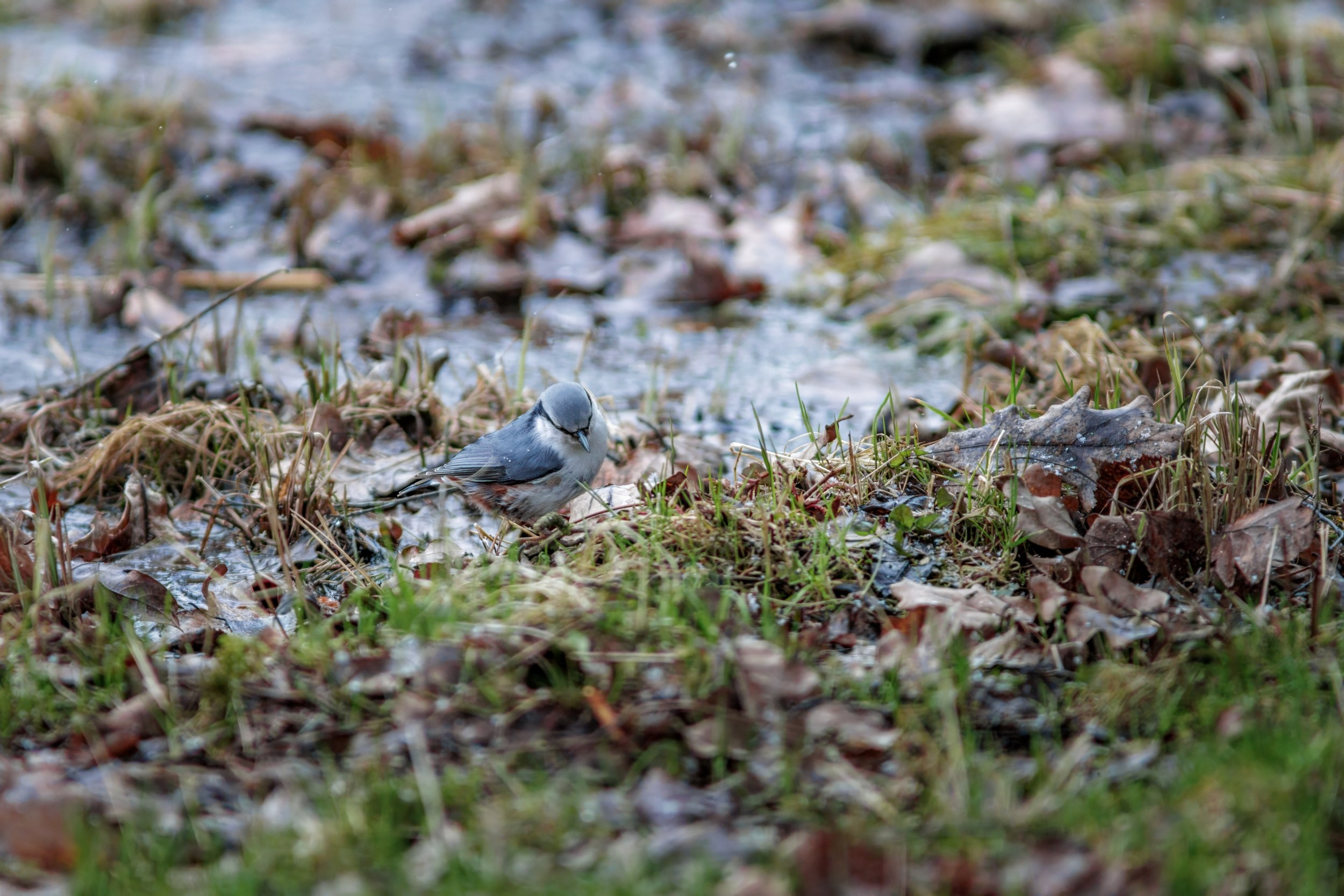 Поползень. Фотограф дикой природы Роман Исаенков