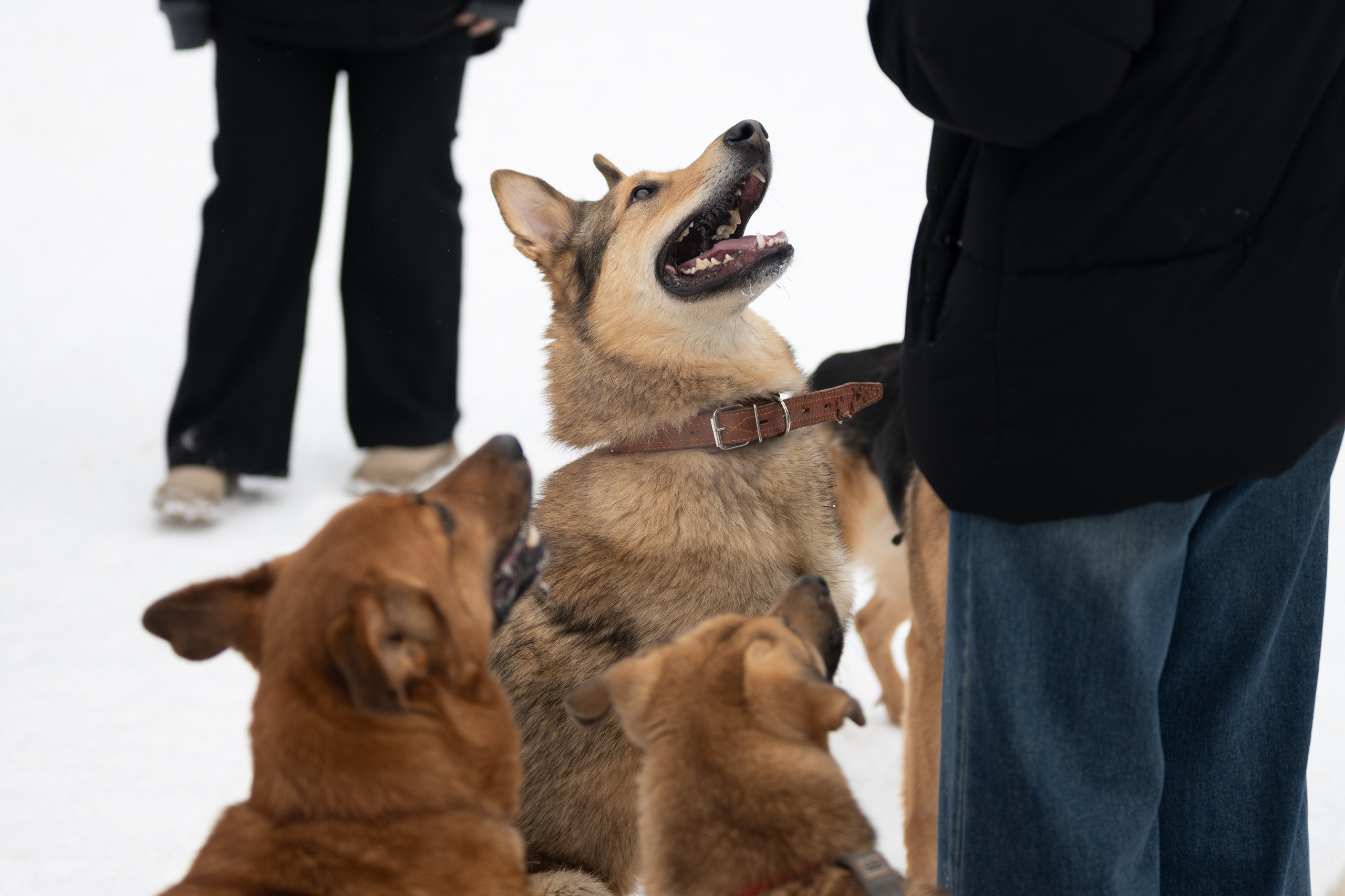 Приют «Искра». Фотограф и видеограф в Москве Анна Матюхина