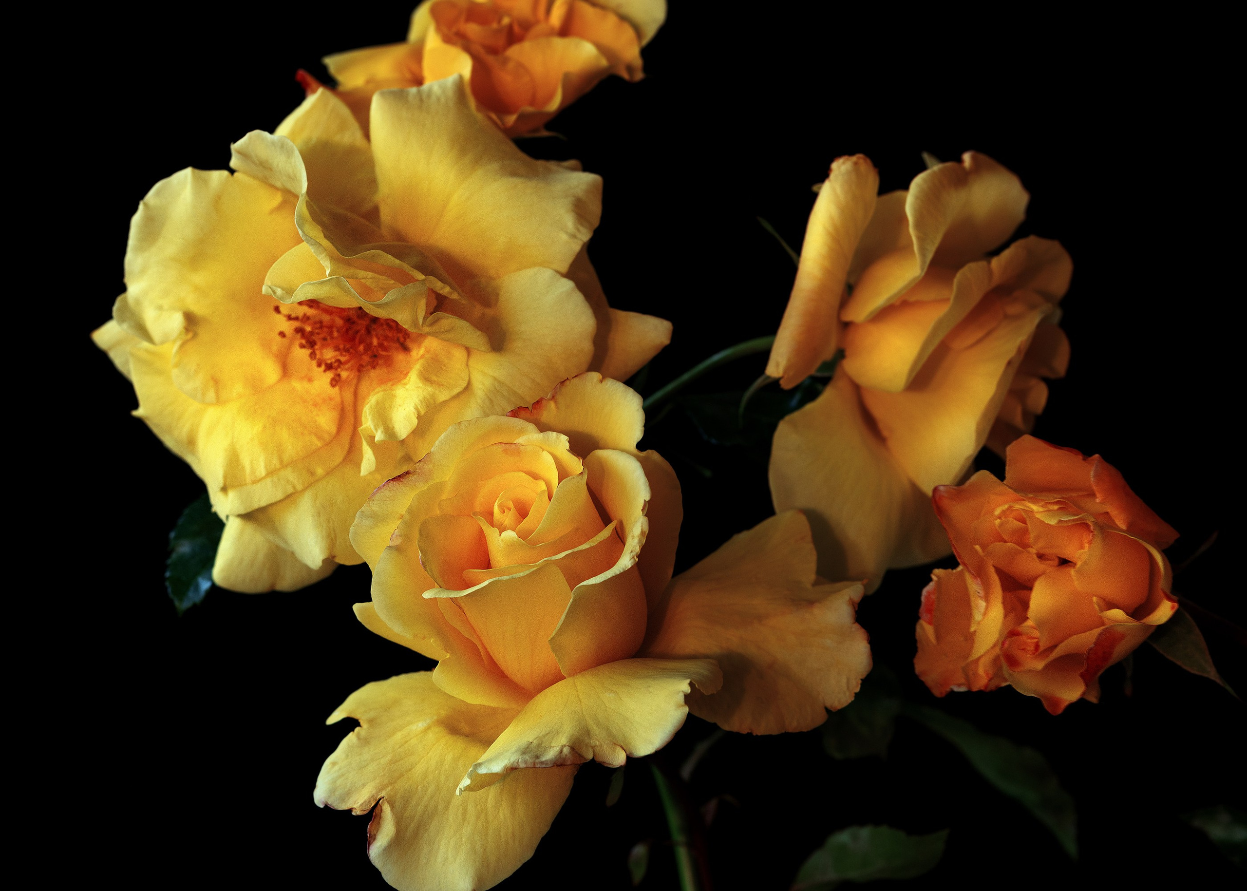 Yellow Queen. Author’s fine art prints with international delivery