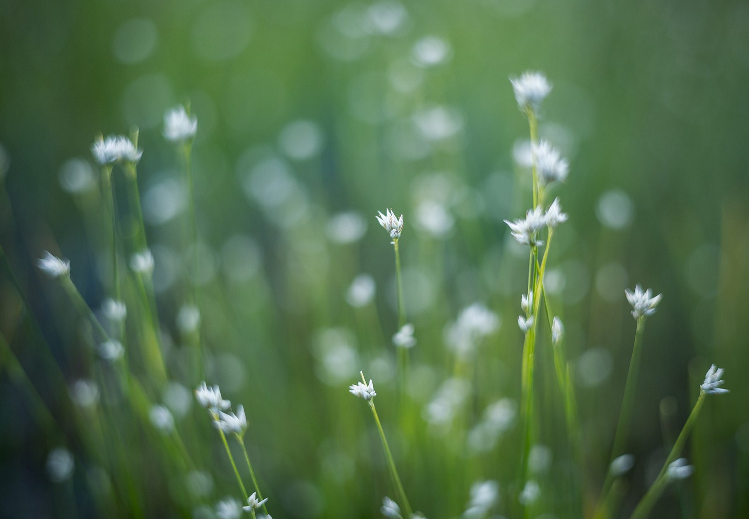 Карельский Перешеек. Фотограф Владимир Медведев