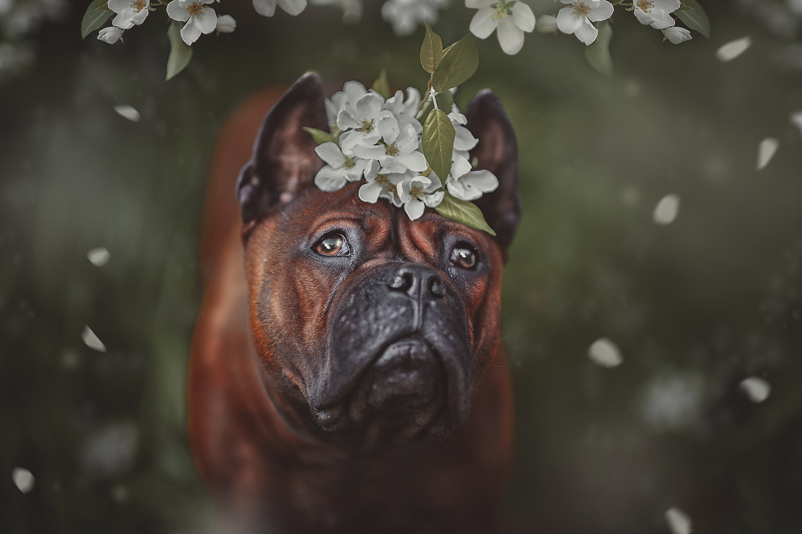 Фотосессия животных в Ижевских, фотограф животных. Детский, семейный фотограф в Ижевске и Москве Аксинья Лысенкова ADEN