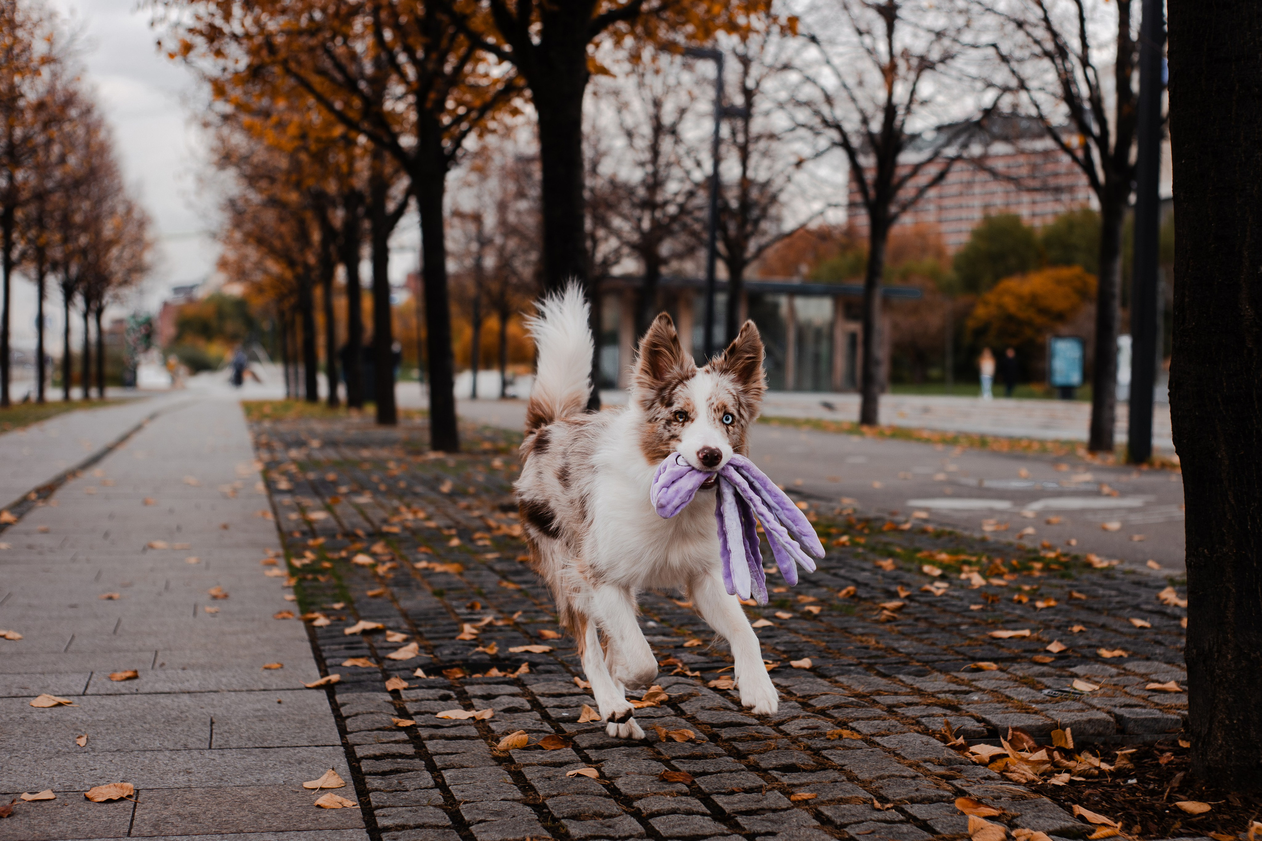 Мария и Утопия. Фотограф-анималист Мария Баркевич | Москва