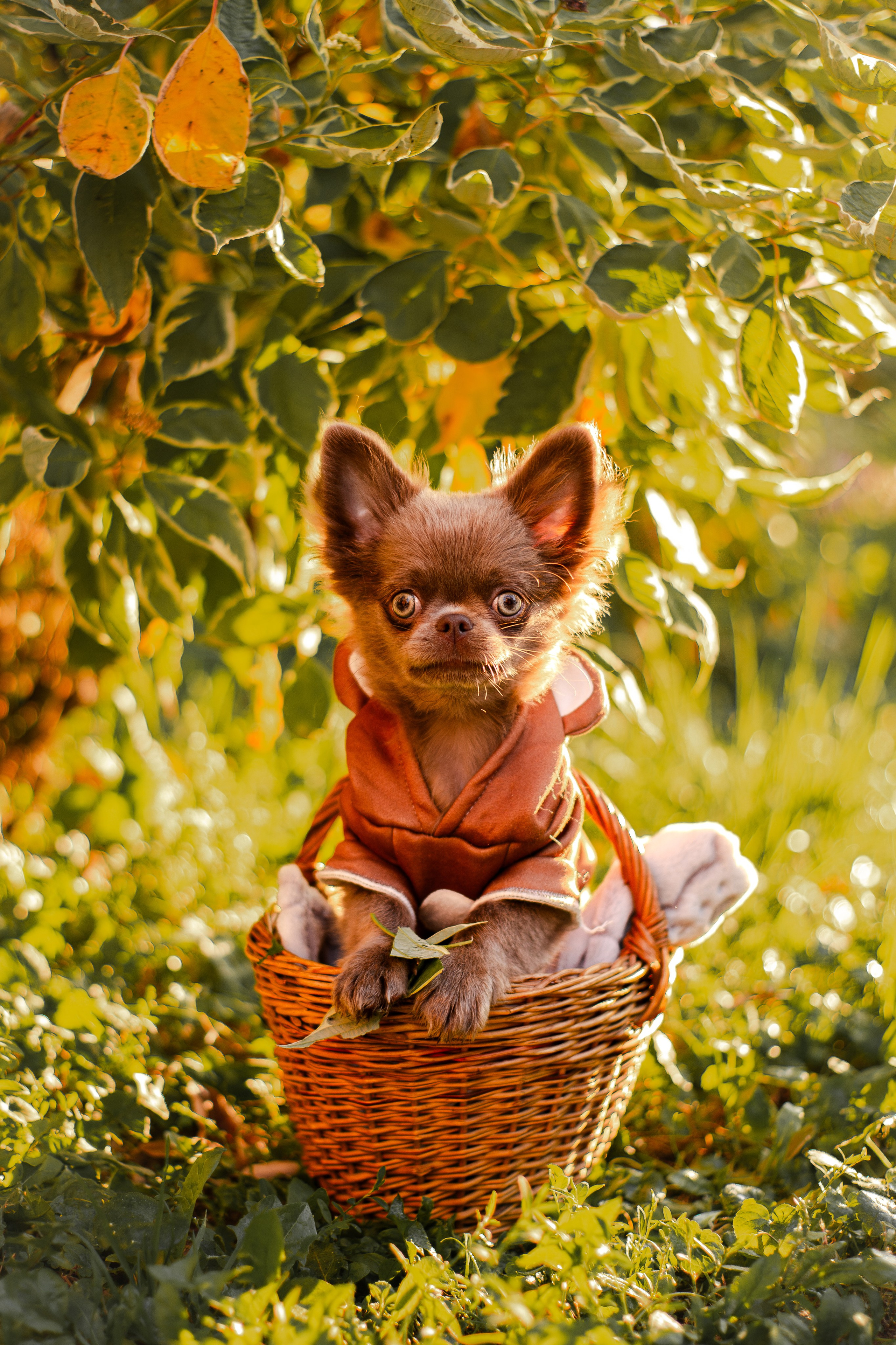 Варя и Фунтик. Фотограф-анималист Мария Баркевич | Москва