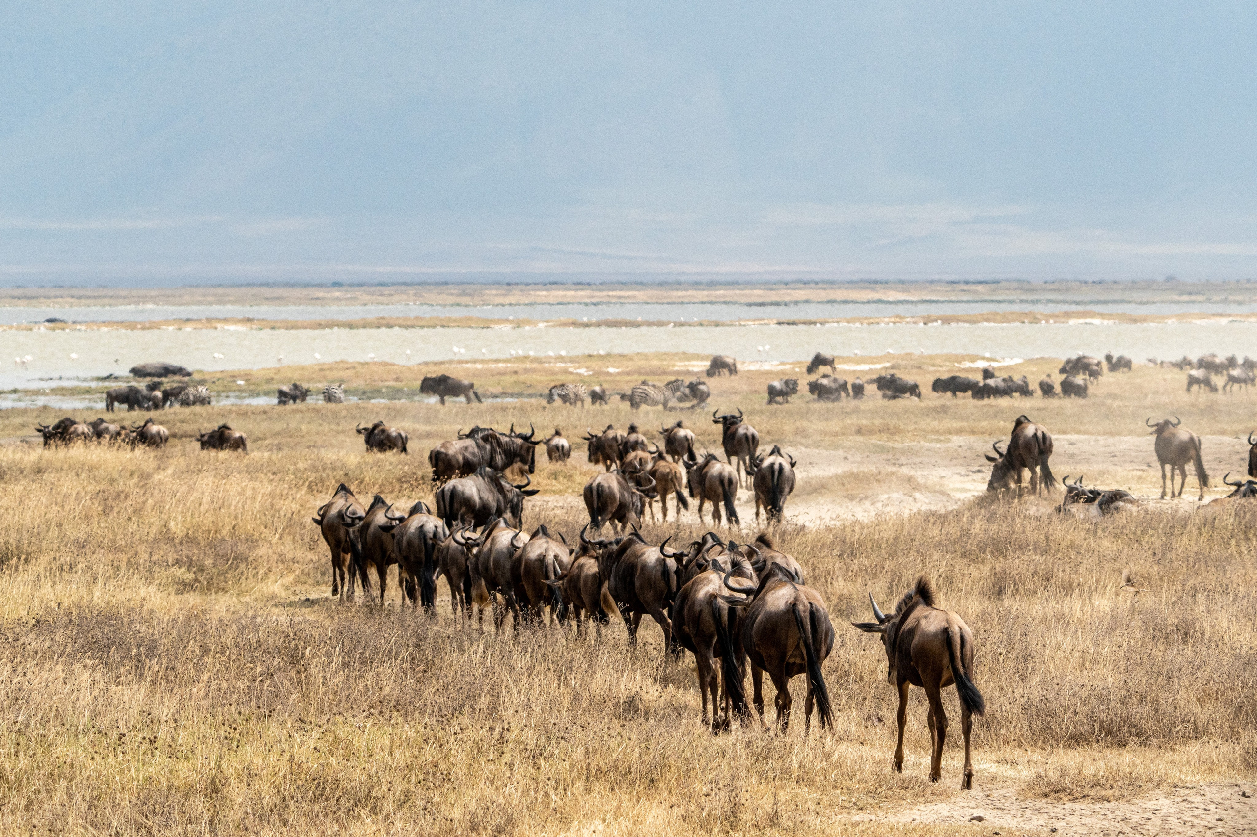 Танзания, сафари, 2025. Творческие сьемки