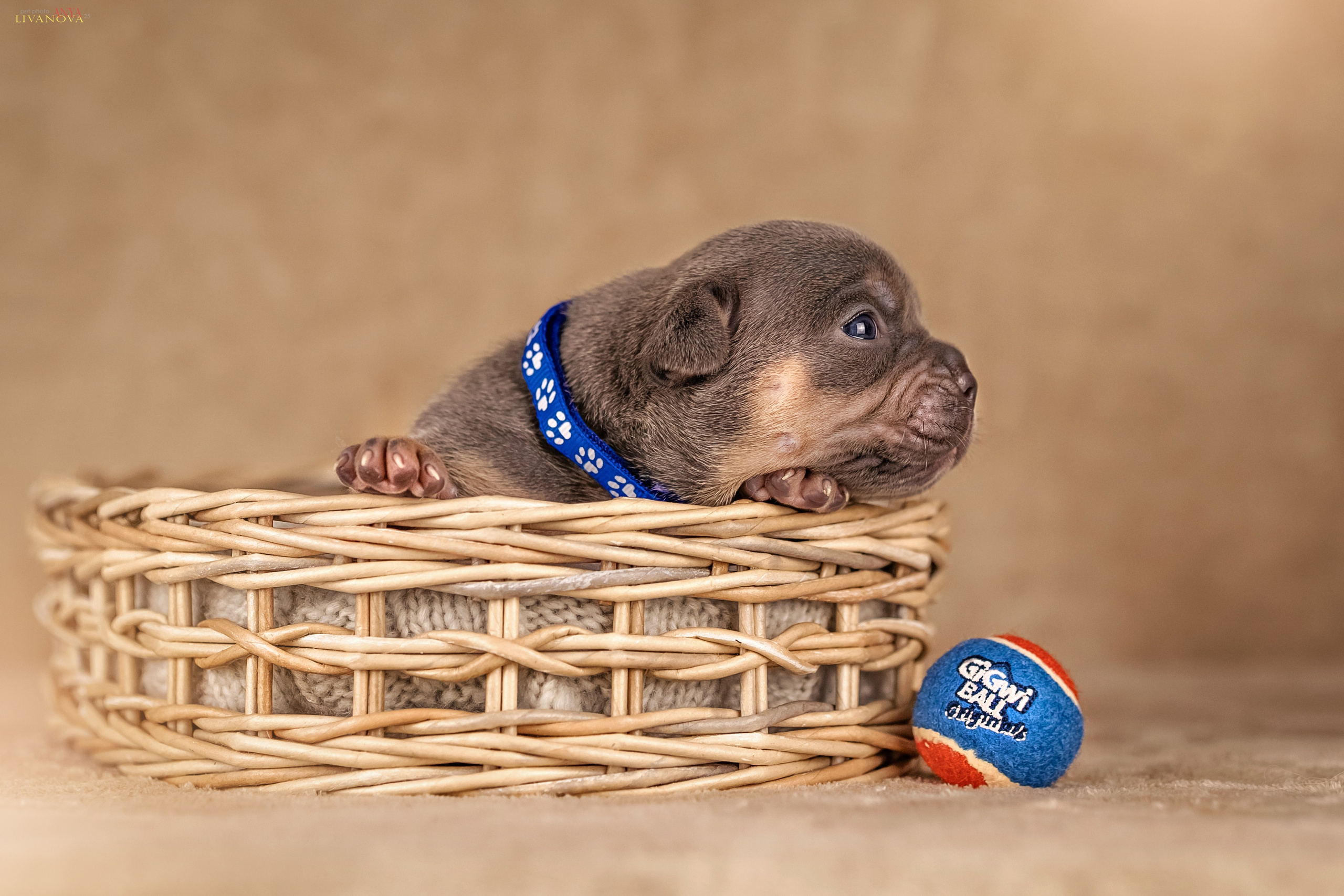 Амбулли. Фотограф анималист Аня Ливанова | Рыбинск