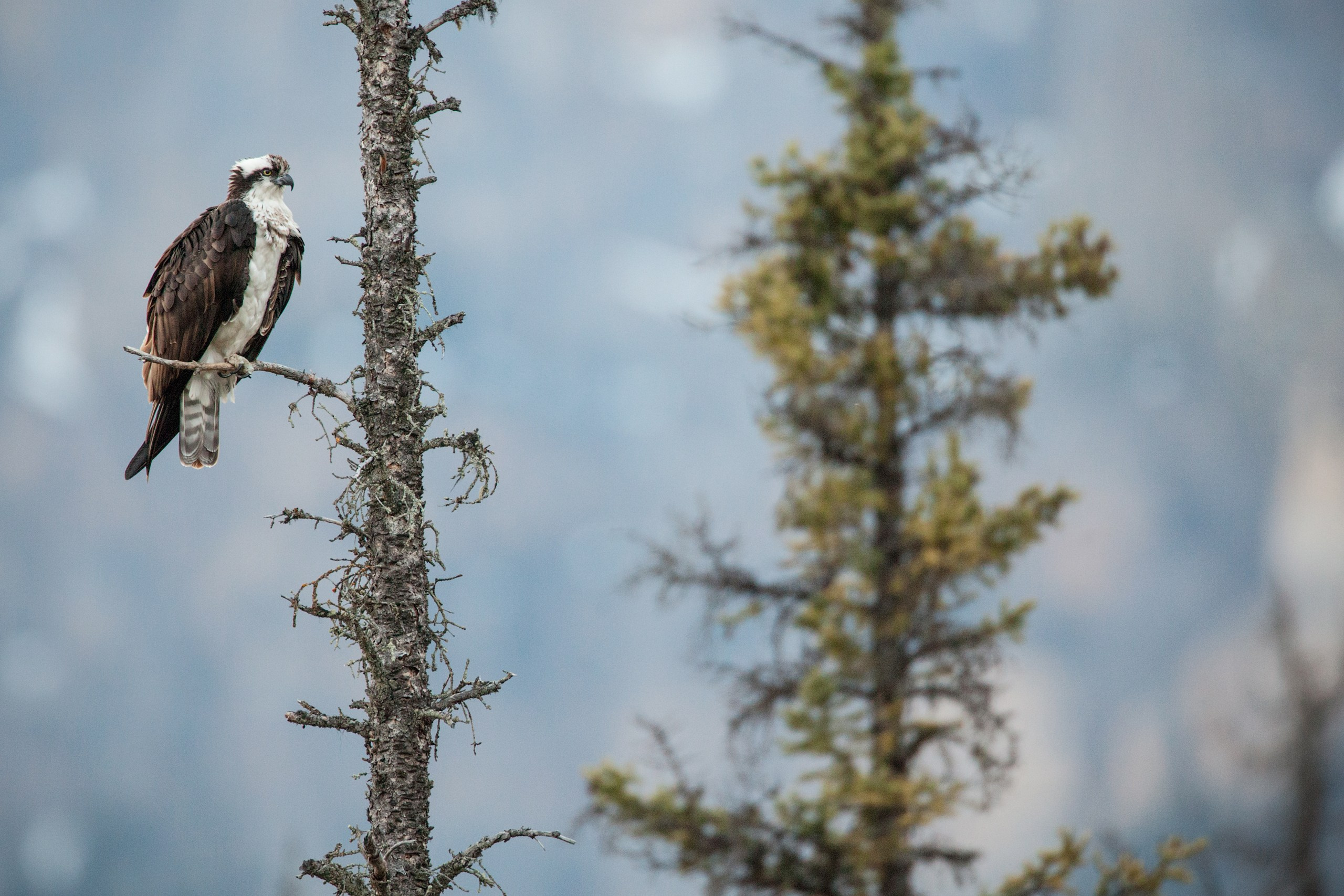 Канада. Фотограф Владимир Медведев