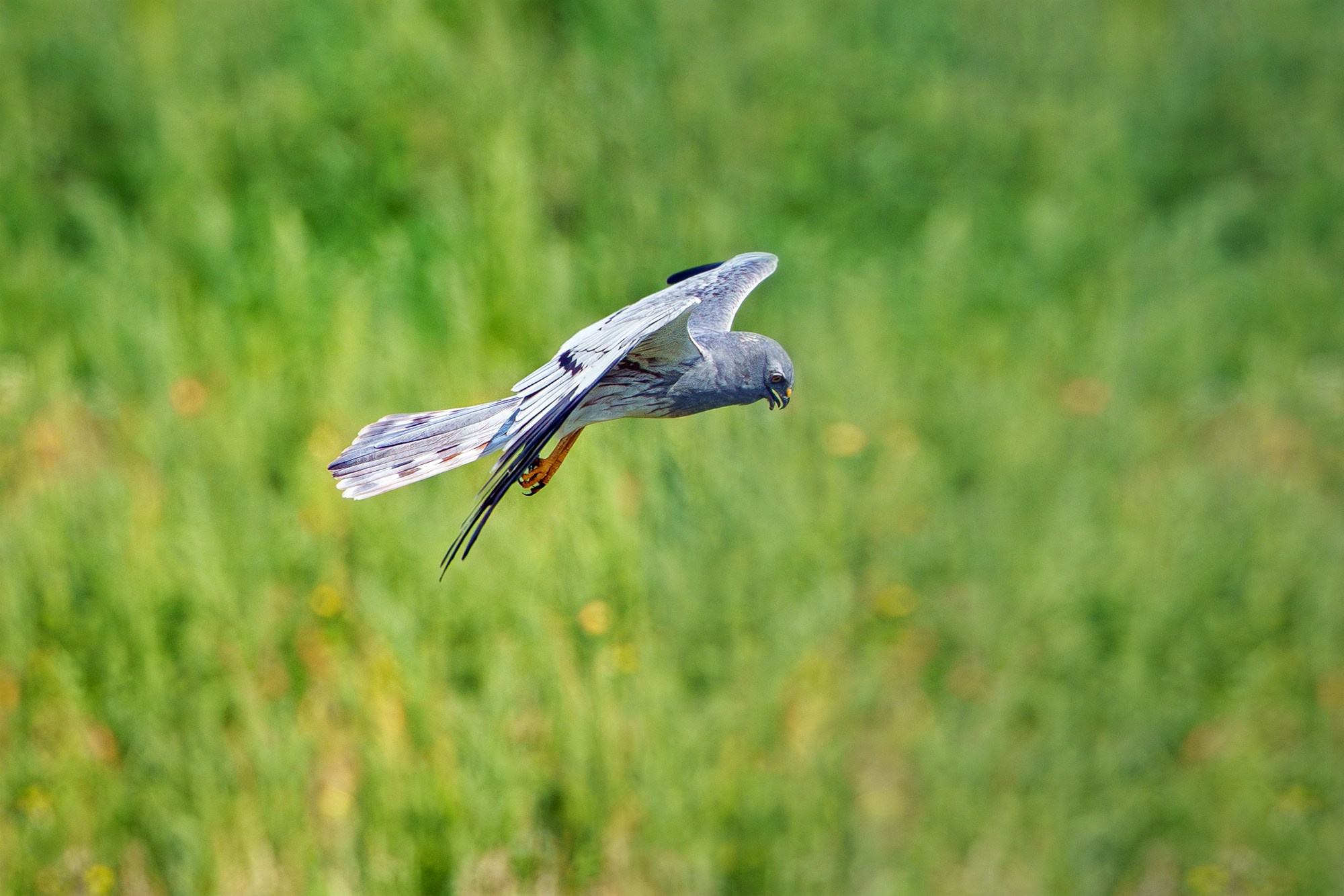 Удивительные мир птиц. Вокруг нас столько прекрасного — присмотритесь!. Ваш личный фотограф Марина Волкова