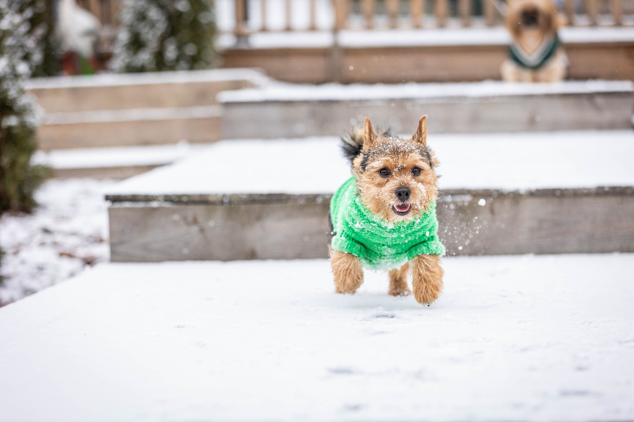 Портфолио. Фотограф-АниМалист Анна Абрамова