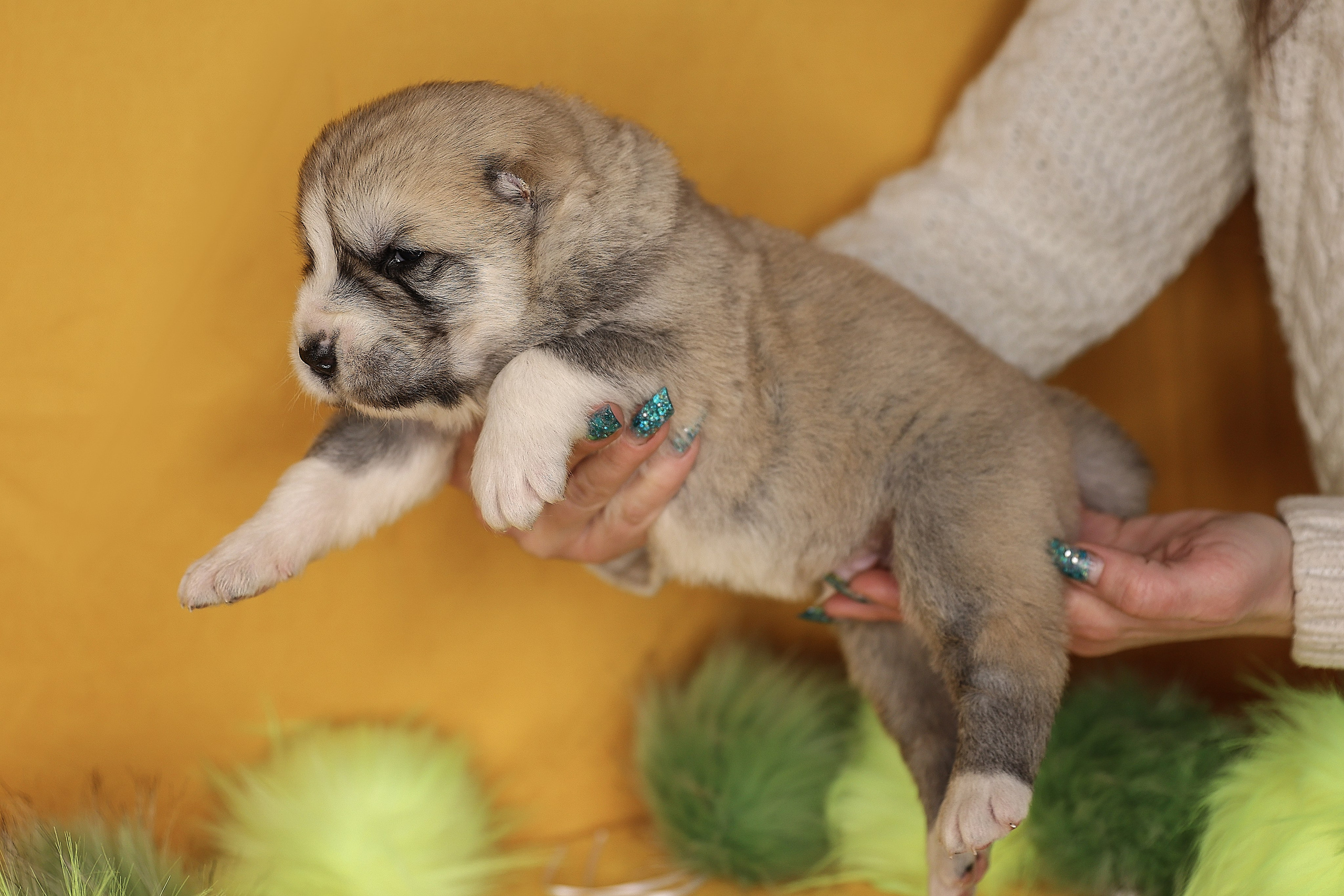 ФОТОССЕСИЯ ЩЕНКОВ. Фотограф-АниМалист Анна Абрамова