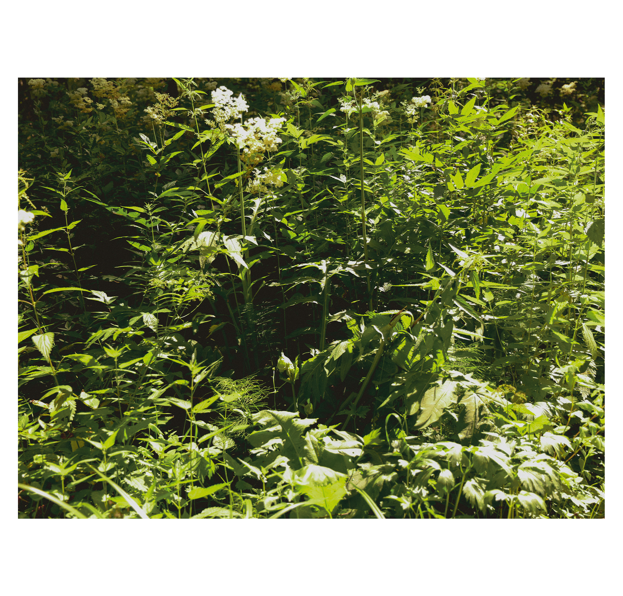 Summer hike. Фотограф/дизайнер в Екатеринбурге Хитрый Дмитрий