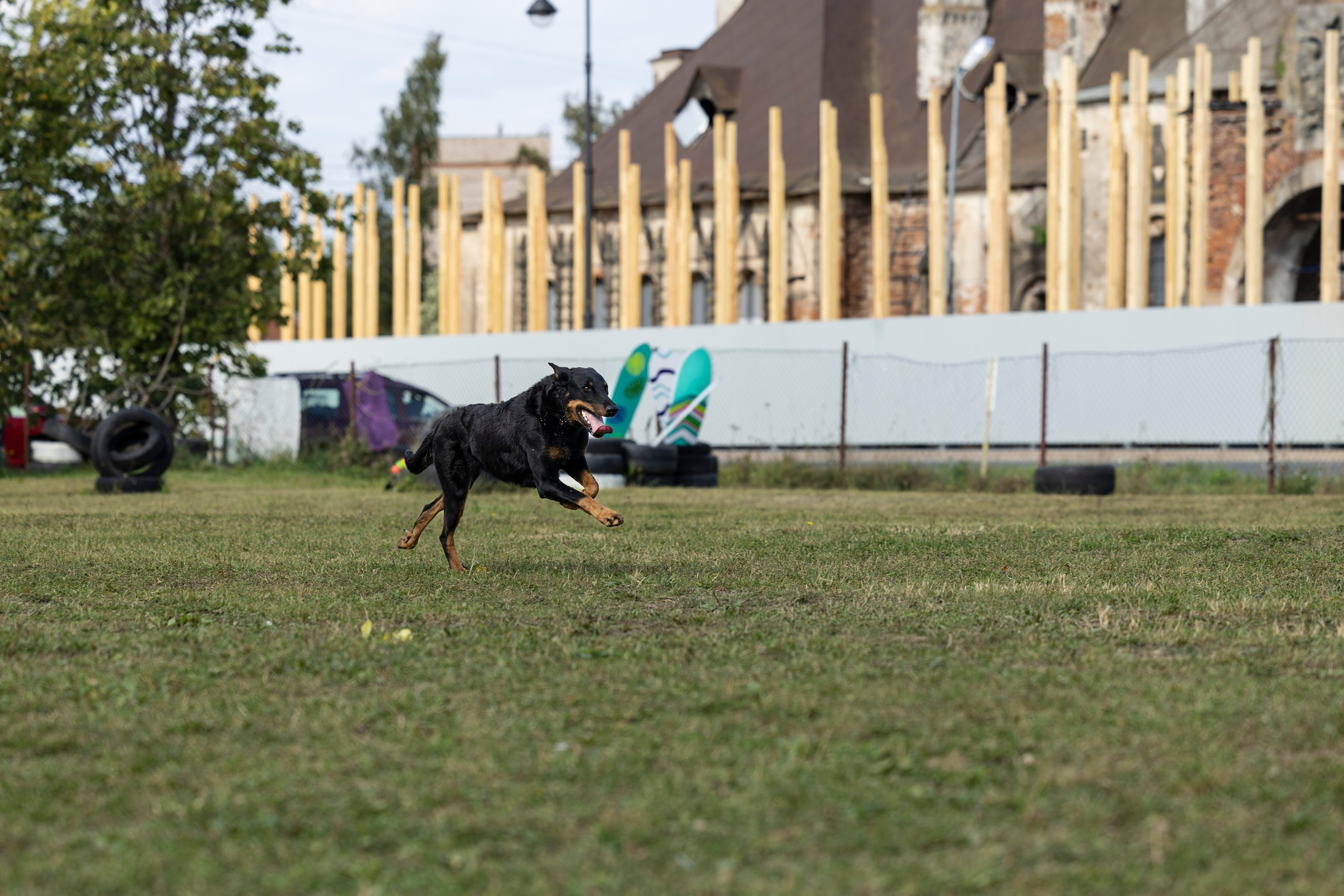 Испытания по Мондьорингу г. Пушкин. Фотограф-анималист Анна Маринич