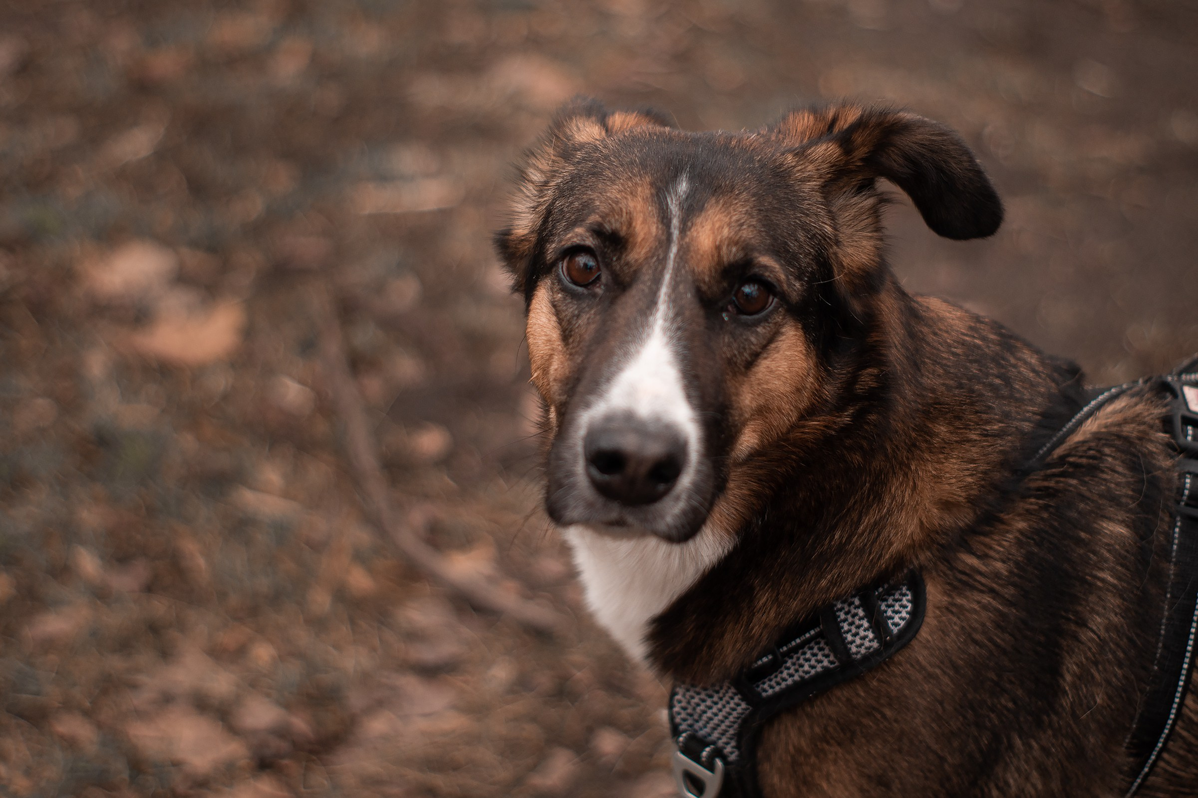 Съемки животных. Фотограф в Санкт-Петербурге и ЛО Егор Ставер