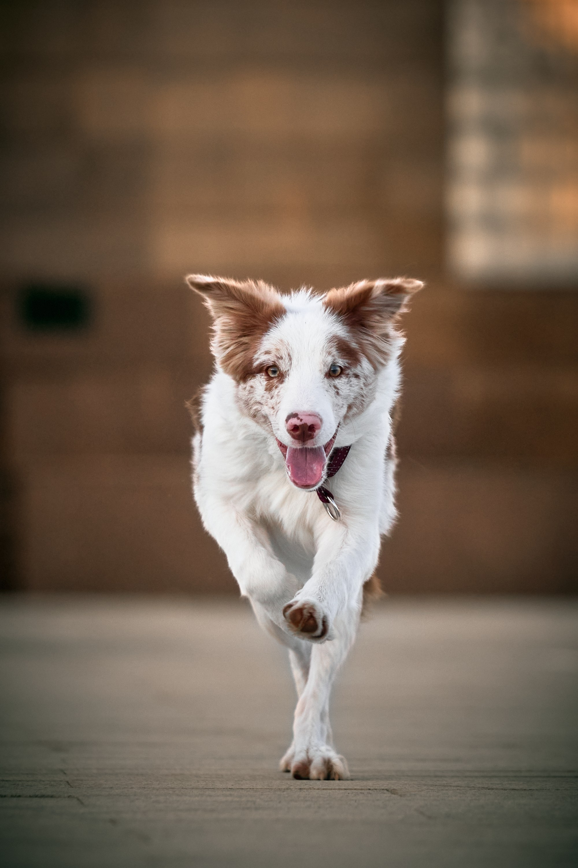 Животные. Портретный, интерьерный и фуд фотограф в Перми Иван Вострецов