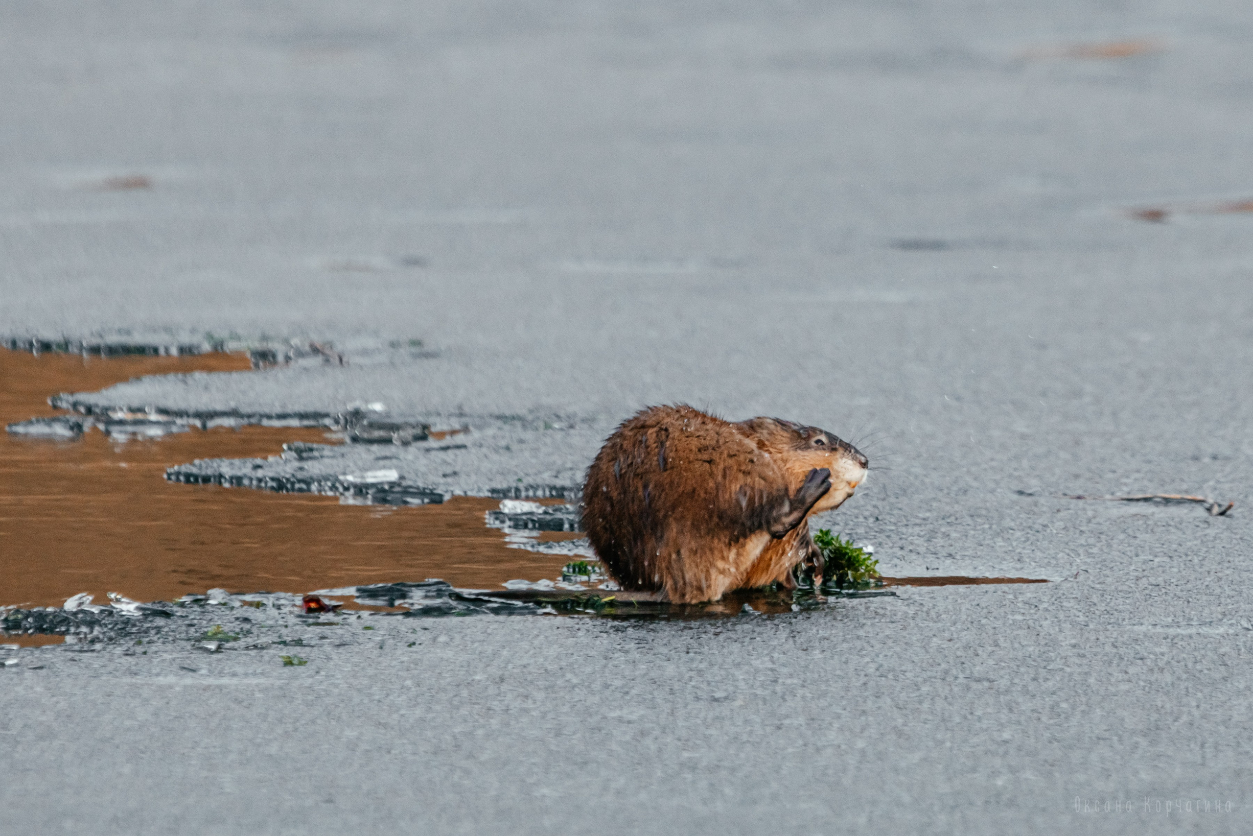 Ондатры. Фотограф в Красноярске Оксана Корчагина