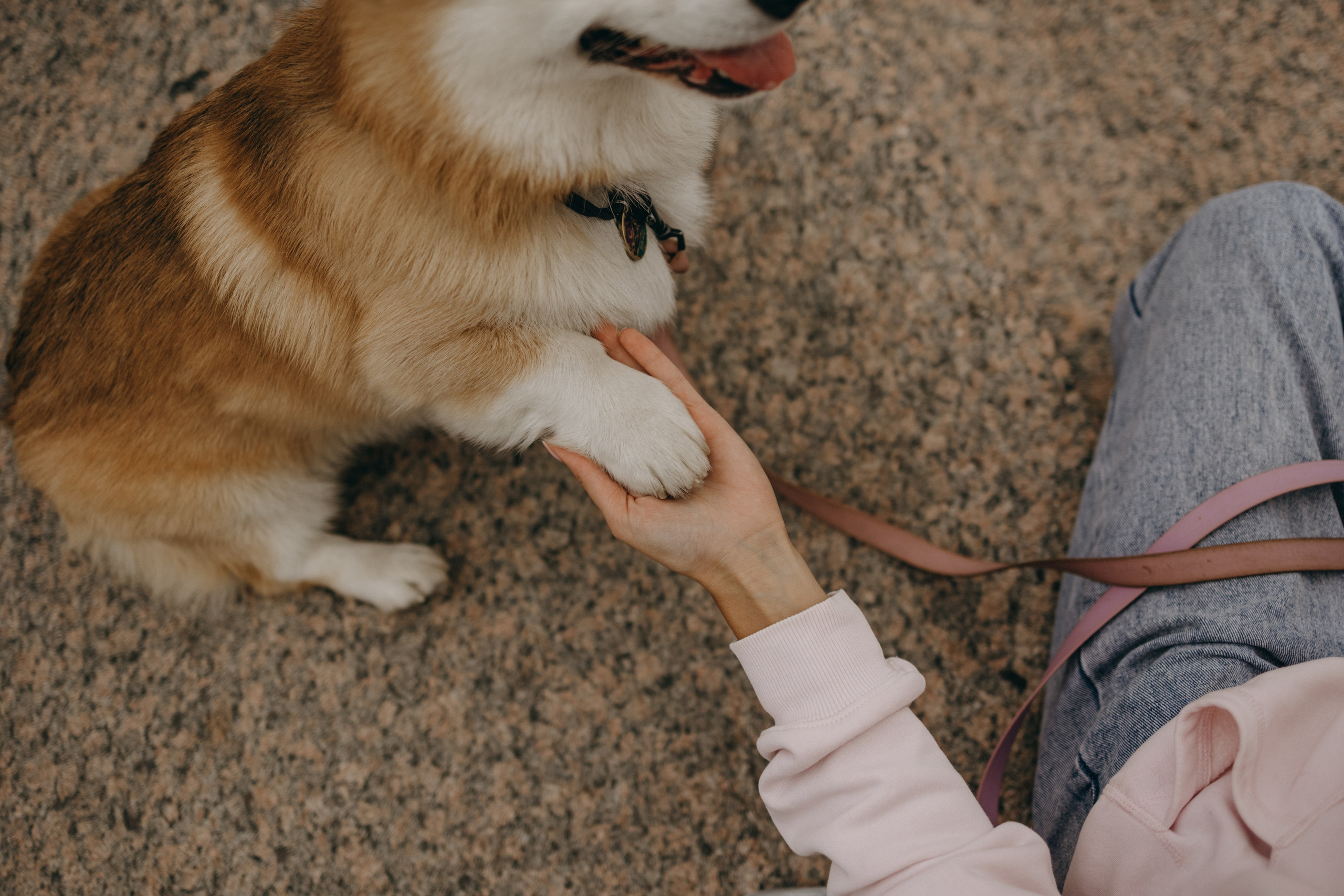 Лиза и Бакс. Фотограф — Анималист | Санкт-Петербург