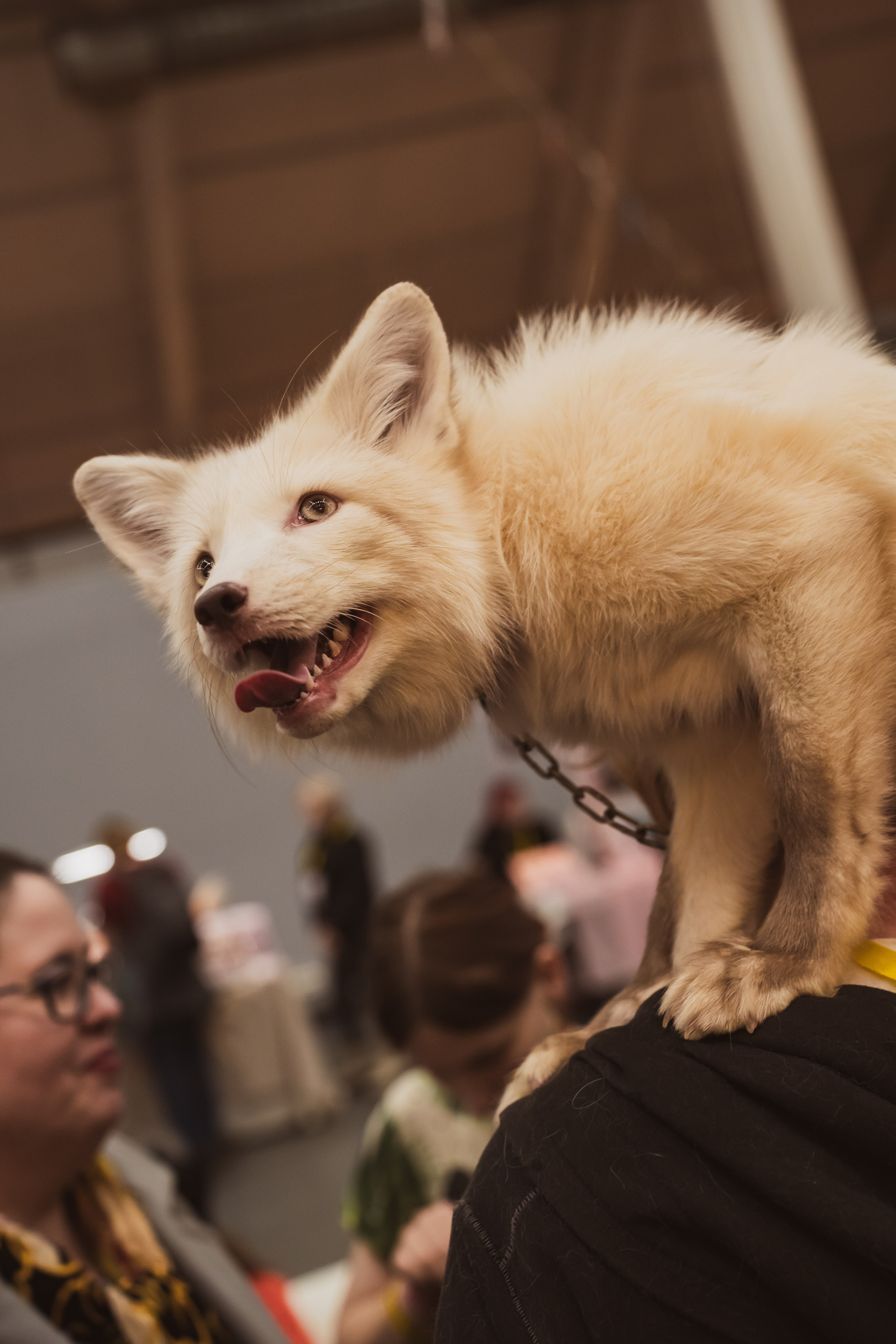 Fox Family fest. Репортажный фотограф Анастасия Рубцова