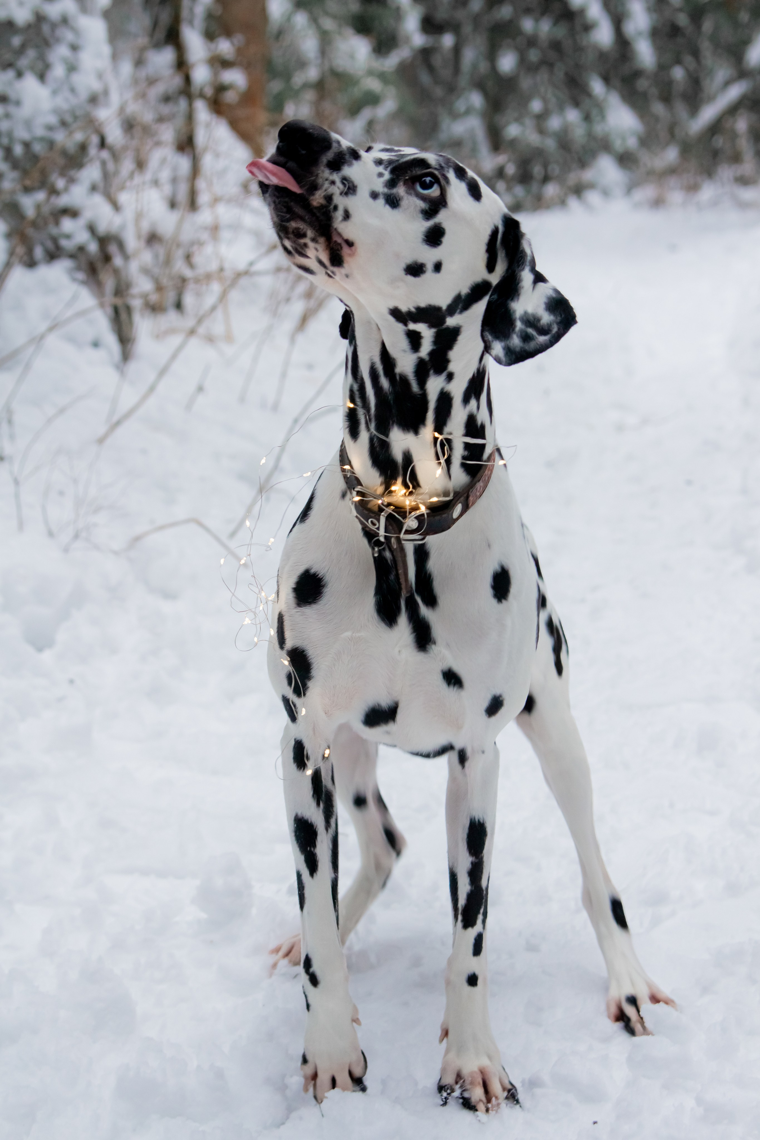 Саша, Дима, Лёня и Шерлок :). Екатерина Пашкова, фотограф, видеограф в Томске