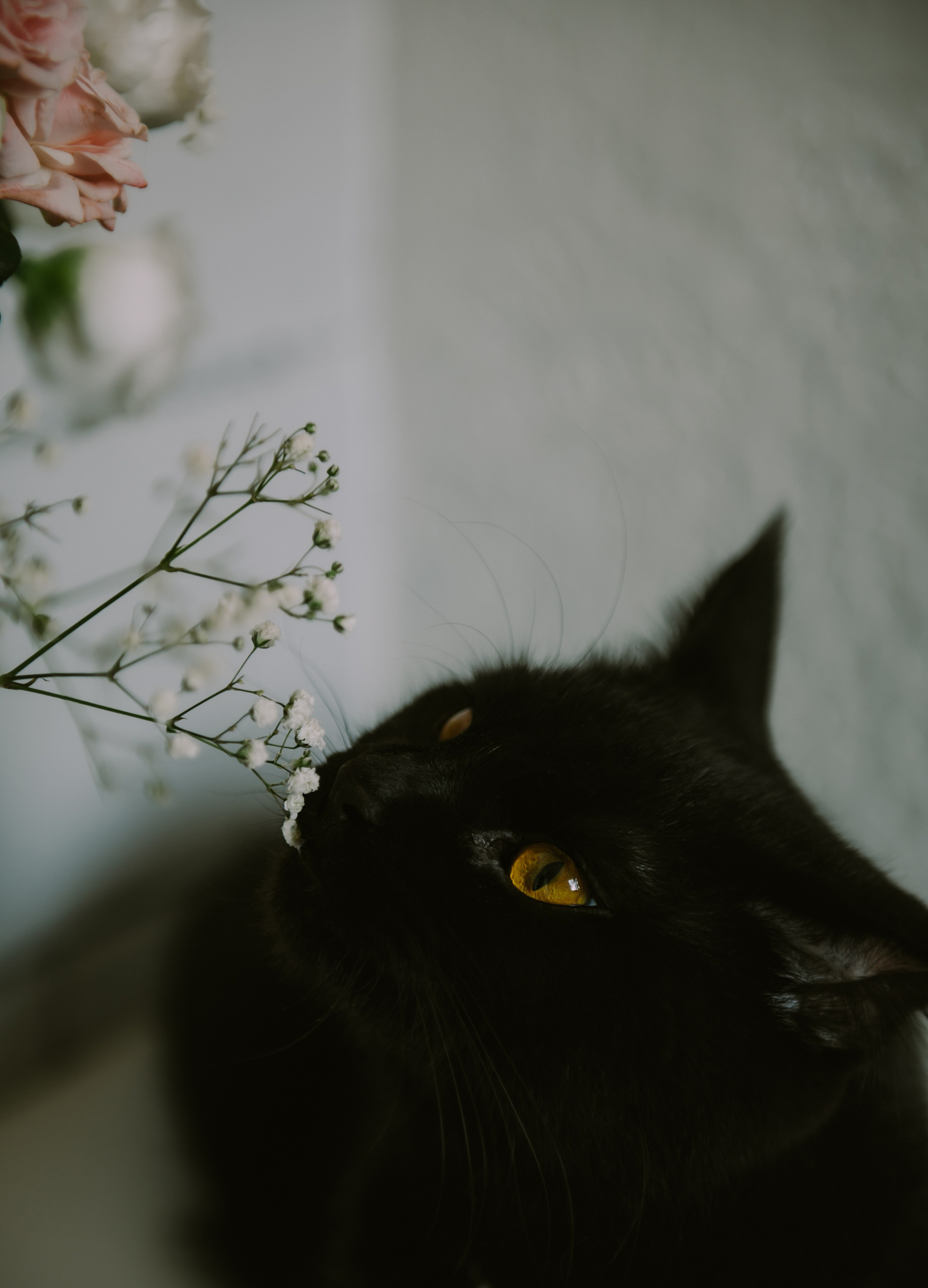 Вадим и Лера (Севастополь). Свадебный, женский, семейный фотограф в Севастополе Юлия Мошенко